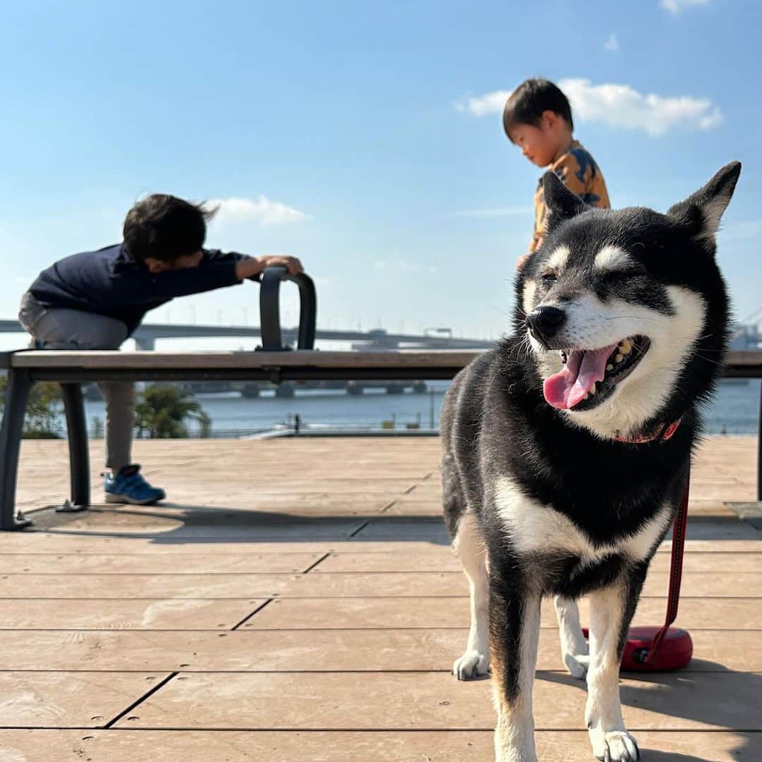vo_coのインスタグラム：「🐾 3人で写真撮ろうと思ったけど全然協調性無かった… ＊ #shibastagram #instashiba #shiba #shibainu #黒柴 #柴犬」