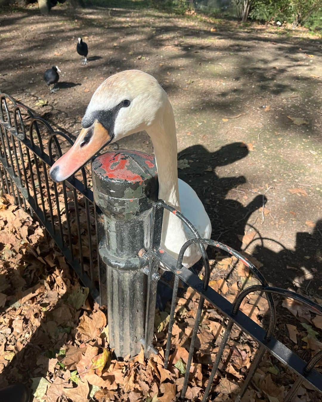 志村玲那さんのインスタグラム写真 - (志村玲那Instagram)「#公園ランチ #楽しかった〜  #パンとコーヒー #最高な時間でした  #セントジェームズパーク #リスいた #可愛かった #その辺いっぱい歩いてた  #鳥さんもいた #めっちゃいた #近くまで来てくれた #近すぎるとちょっと怖いけど  #westminster   #onlylondon #london #lodontrip  #UK #🇬🇧 #England #🏴󠁧󠁢󠁥󠁮󠁧󠁿 #onlytrip #onlytraveling #イギリス旅行 #ロンドン  #jamespark」11月4日 11時55分 - rena_shimura