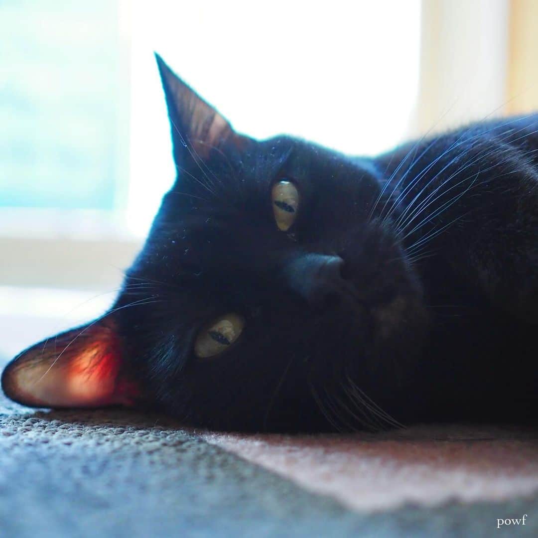 anemone_69さんのインスタグラム写真 - (anemone_69Instagram)「🐈‍⬛ . . #ハカセとキョウジュ #blackcat #黒猫 #cat #猫 #保護猫 . . .」11月4日 12時53分 - powf