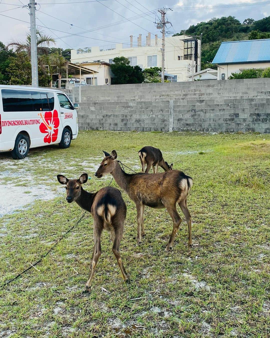 HBC北海道放送アナウンス部さんのインスタグラム写真 - (HBC北海道放送アナウンス部Instagram)「.  金城茉里奈です🌞 @hbc_marina_kinjo   秋らしい投稿が増えてきた中恐縮ですが 1ヶ月前に仲良しディレクターと行った 沖縄旅行の写真をあげます🏝  旅の効果はすごいもので どんな時も、写真を見返したり 風景を思い出すだけで元気になります💪♡  野生の海ガメに会えた！と興奮していましたが 帰ってきた次の週 北海道でも漁の網に海ガメ、というニュースが🐢  海、気候の変化をより考えさせられる旅になりました。  #沖縄 #旅行 #海ガメ #鹿 #海ブドウ #慶良間ブルー #hbcアナウンサー #金城茉里奈」11月4日 12時59分 - hbc_announcer