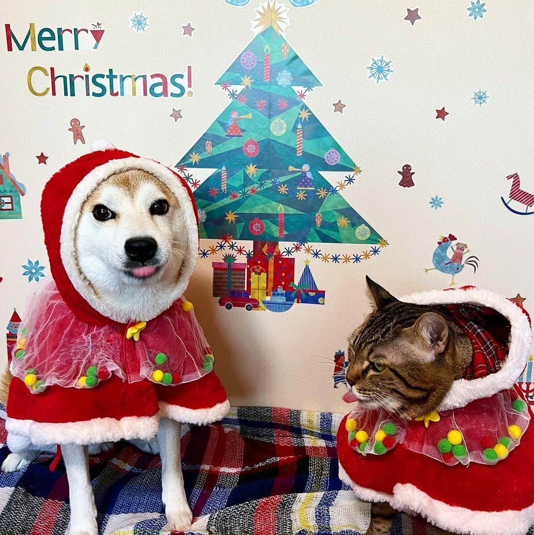 ゆうとろ（柴犬ゆうと猫のとろ）のインスタグラム：「11月の投稿でおくれましたが今月もよろしくね！ 柴犬ゆう、猫のとろ  あわてんぼうのサンタクロースになった ゆうとろ。 アンバサダーをしているマジックスクウェアさんの告知失礼します🖐️ 今日から楽天お買い物マラソンでお得に壁紙ゲットできるので是非サイトを覗いてみてね☺️  100均と違って作りはしっかり高級。 糊が強すぎず弱すぎずで、壁紙が傷まないよ！ 壁紙をバックに写真撮るのも楽しいけど、部屋の雰囲気を手軽にが変えられるのが楽しいよ！  #ゆうとろコスプレ #クリスマス #マジックスクウェア #ウォールステッカーのスクウェア #PR」