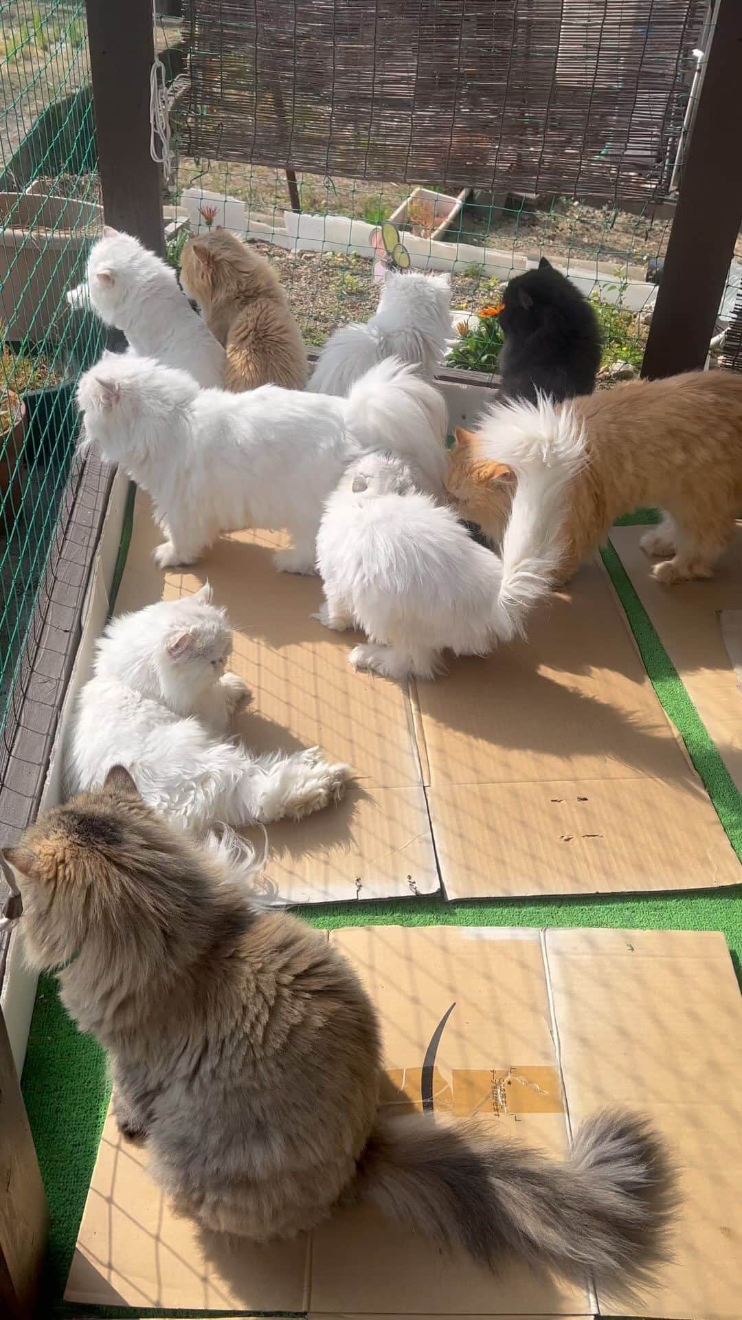 12 Chinchilla Persianのインスタグラム