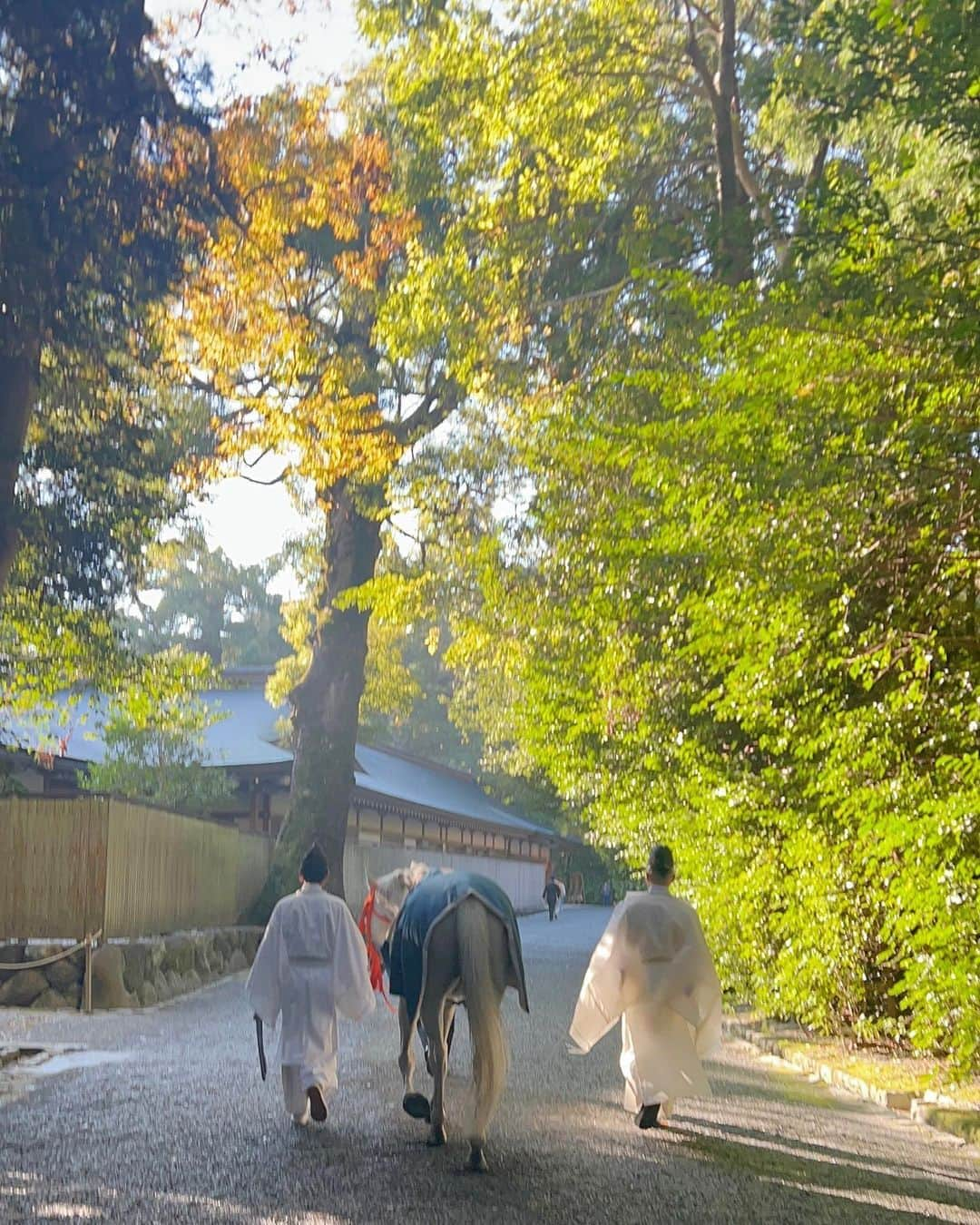 樋口智恵子さんのインスタグラム写真 - (樋口智恵子Instagram)「神馬牽参。なんと神々しく美しいのだろう。  笑智号(えみともごう)。一文字でも自分の名前が入っているのが嬉しい。御厩に戻ると、まっすぐにこちらを見つめてくれました。神様をお運びする神馬と見つめ合う時間。ここまで来て本当によかった。  #伊勢神宮 #朔日参り #神馬 #外宮 #神馬牽参 #iseshrine」11月4日 14時12分 - chieko_higuchi