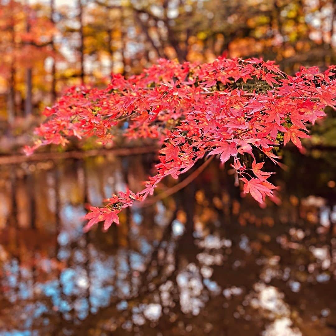 堀江淳さんのインスタグラム写真 - (堀江淳Instagram)「見つけた🍁秋  #紅葉 #秋 #黄葉」11月4日 14時28分 - jun.horie2