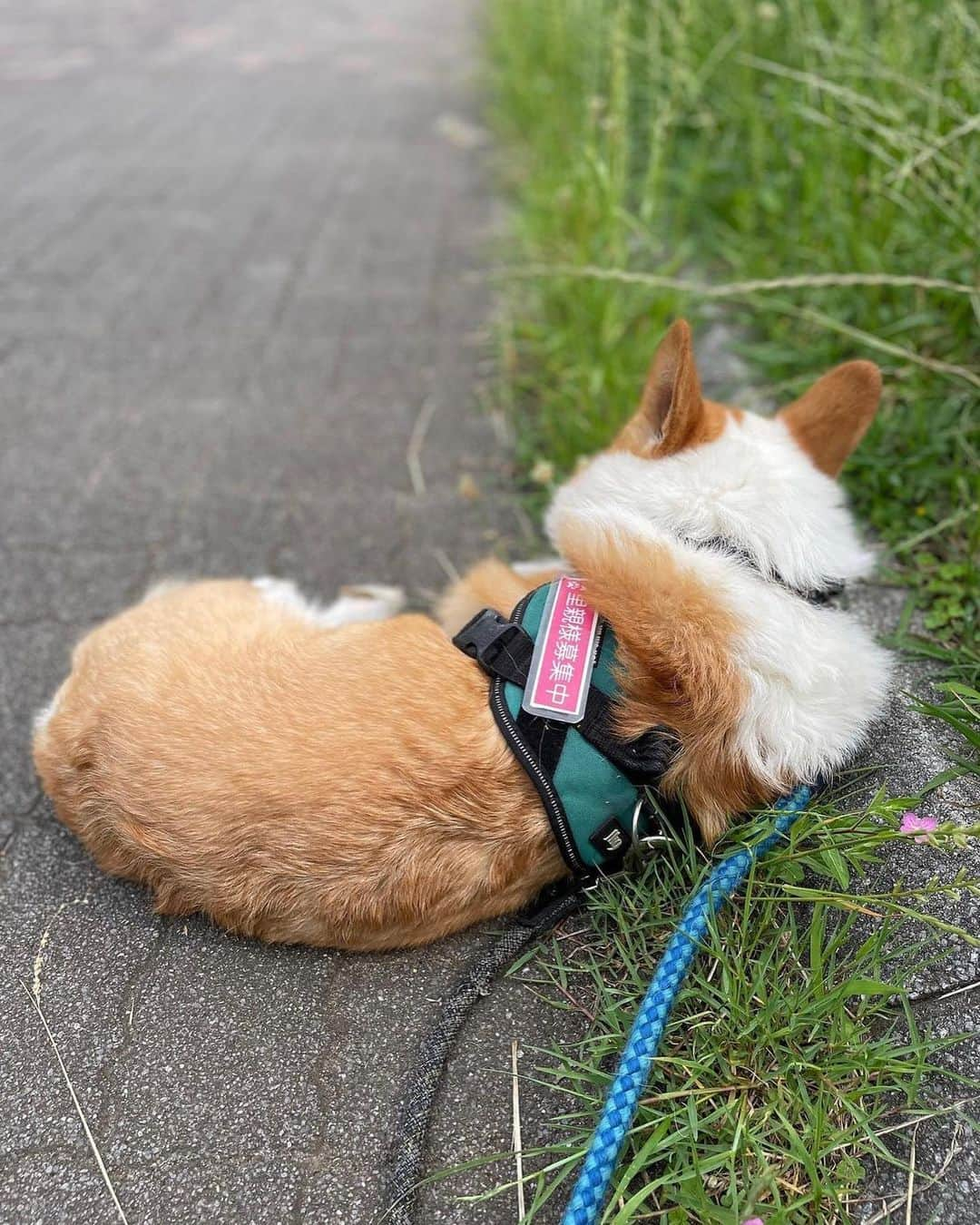 久保田磨希さんのインスタグラム写真 - (久保田磨希Instagram)「私のお友達のアーティストさんが犬の預かりボランティアさんをされています。 コーギーのコットンくん。 新しいお家が決まりかけて喜んでいた矢先、あと一歩のところで決裂してしまいました。 その理由を聞いて私が落ち込んでしまいましたが……。 少しでもお手伝いしたい気持ちになり、投稿させていただきました。 ご興味のある方は是非、 @artanddogs2023 さんにDMお願い致します。 #久保田磨希 #保護犬 #預かりボランティア #新しい家族 #コーギー #男の子」11月4日 14時22分 - maki_kubota1973