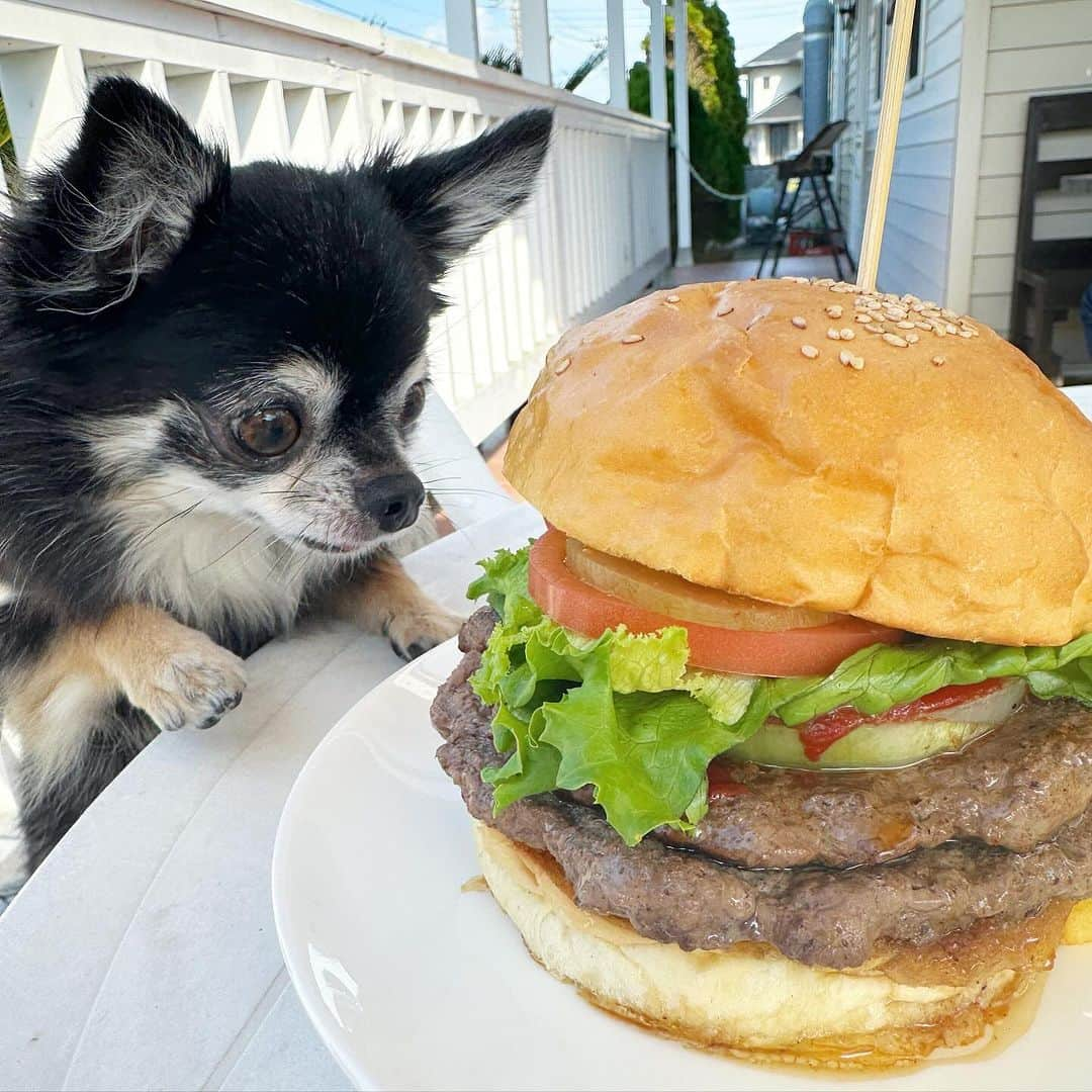 中倉隆道さんのインスタグラム写真 - (中倉隆道Instagram)「. ランチは『ダブルバーガー』🍔✨  写真撮ってたらルフトに盗み食いされた🍔🐶🐾  ３年ぶりに食べることできたぁ♬ 肉汁ジュワジュワでやっぱウマウマ！！  千葉館山のハンバーガー屋「レインボーグリル」 バンズに溢れ出た肉汁が染み込んで最高！  天気も良くてテラスでバーガーランチ良かった✨  #レインボーグリル #南房総グルメ #館山グルメ #グルメバーガー #ハンバーガー #ランチ #わんこ #ワンコ #わんこのいる生活 #チワワ #愛犬 #luft #チワワ大好き #instachihuahua #dog #cutedog #강아지 #puppy #chihuahuas #わんことお出かけ」11月4日 15時30分 - ryudo.tokyo