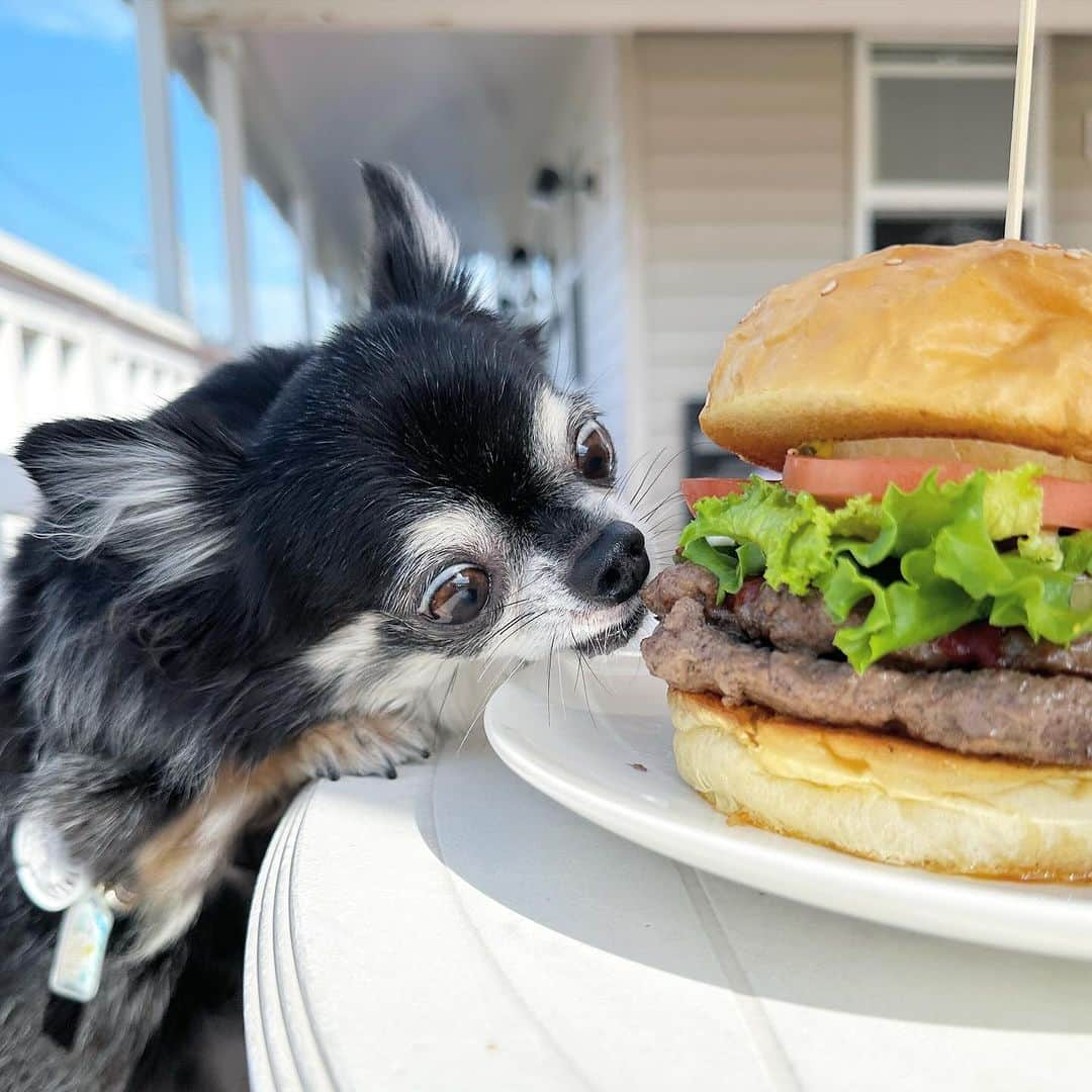 中倉隆道さんのインスタグラム写真 - (中倉隆道Instagram)「. ランチは『ダブルバーガー』🍔✨  写真撮ってたらルフトに盗み食いされた🍔🐶🐾  ３年ぶりに食べることできたぁ♬ 肉汁ジュワジュワでやっぱウマウマ！！  千葉館山のハンバーガー屋「レインボーグリル」 バンズに溢れ出た肉汁が染み込んで最高！  天気も良くてテラスでバーガーランチ良かった✨  #レインボーグリル #南房総グルメ #館山グルメ #グルメバーガー #ハンバーガー #ランチ #わんこ #ワンコ #わんこのいる生活 #チワワ #愛犬 #luft #チワワ大好き #instachihuahua #dog #cutedog #강아지 #puppy #chihuahuas #わんことお出かけ」11月4日 15時30分 - ryudo.tokyo