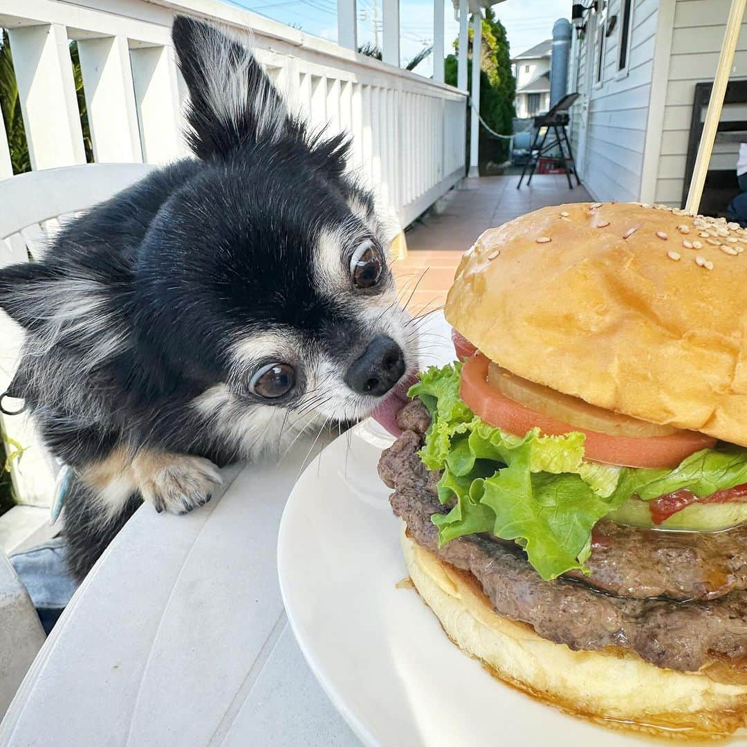 中倉隆道さんのインスタグラム写真 - (中倉隆道Instagram)「. ランチは『ダブルバーガー』🍔✨  写真撮ってたらルフトに盗み食いされた🍔🐶🐾  ３年ぶりに食べることできたぁ♬ 肉汁ジュワジュワでやっぱウマウマ！！  千葉館山のハンバーガー屋「レインボーグリル」 バンズに溢れ出た肉汁が染み込んで最高！  天気も良くてテラスでバーガーランチ良かった✨  #レインボーグリル #南房総グルメ #館山グルメ #グルメバーガー #ハンバーガー #ランチ #わんこ #ワンコ #わんこのいる生活 #チワワ #愛犬 #luft #チワワ大好き #instachihuahua #dog #cutedog #강아지 #puppy #chihuahuas #わんことお出かけ」11月4日 15時30分 - ryudo.tokyo