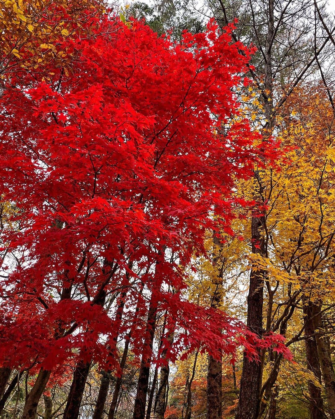 木原さとみのインスタグラム：「今日も暖かいですが、紅葉🍁 この木の赤が眩しい〜 綺麗。 #紅葉　を楽しめる歳になりました  #もみじ狩り  これからバトミントンタイム🏸」