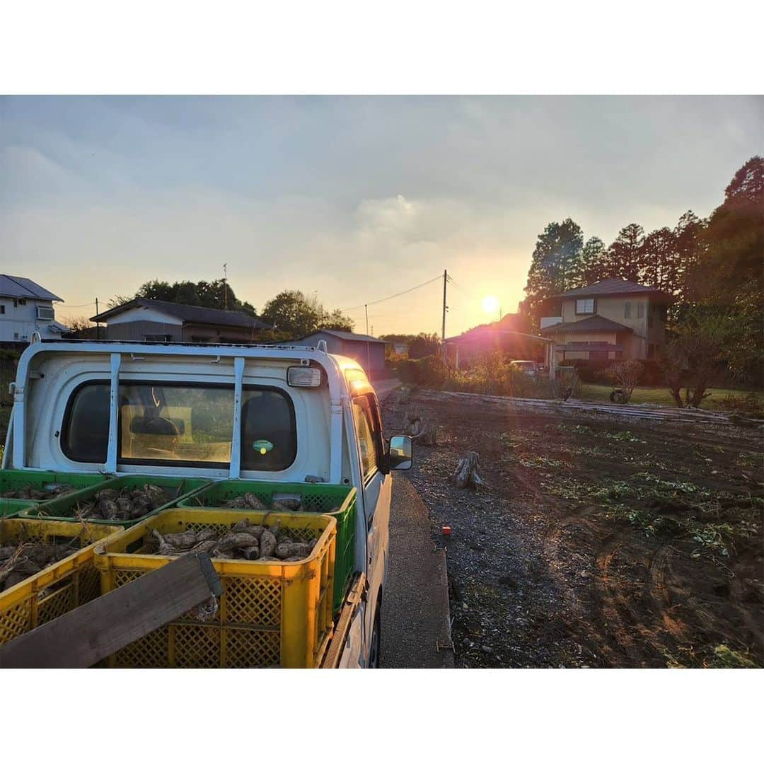 幸田商店（オフィシャル）さんのインスタグラム写真 - (幸田商店（オフィシャル）Instagram)「幸田商店でございます🍠  本年度の弊社のさつまいも収穫が全て終了致しました！！\( *´ω`*)/  ほしいもや焼き芋に加工されるのをお楽しみに！°˖✧◝(⁰▿⁰)◜✧˖°  \\今回のおすすめ商品は写真をチェック！！//   #幸田商店  #ほしいも  #干し芋  #焼き芋  #冷凍焼き芋  #ほしいも成長記録  #さつまいも成長記録  #さつまいも  #サツマイモ  #いもほり  #芋掘り  #収穫  #芋掘り終了  #玉豊  #たまゆたか  #べにはるか  #泉 #いずみ」11月4日 16時14分 - koutashouten