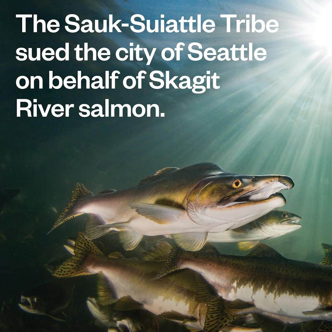 patagoniaさんのインスタグラム写真 - (patagoniaInstagram)「What happens when salmon take the witness stand? In a recent lawsuit, the Sauk-Suiattle Tribe sued the city of Seattle on behalf of Skagit River salmon, seeking acknowledgement that the city’s three hydropower dams on the river infringed upon the fish’s “inherent rights to exist, flourish, regenerate … and the right of access to their ancestral waters.”   Read more at the link in bio.  Photos: Edmund Lowe, Eiko Jones」11月5日 2時15分 - patagonia