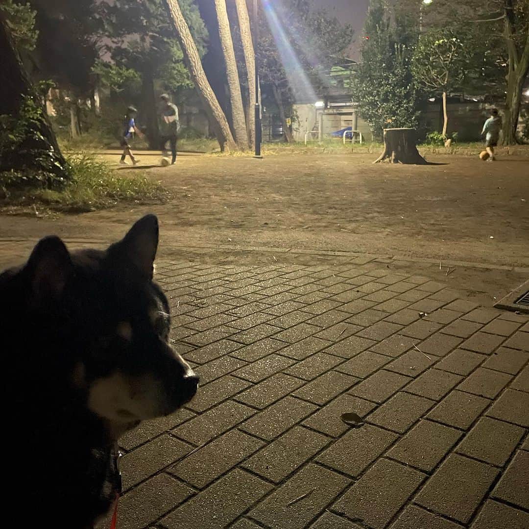 吉村民のインスタグラム：「大好きなコーチが近所の公園でプライベートレッスンをしているところに遭遇。 ずっと近くで見学して、ちょっと仲間にいれてもらいました😅  小鉄くんは「カフェにいくっていってたのに、、、いけないんですけど」な😑  サッカー待ちが上手になってきた 小鉄くんでした🐕⚽️  #柴犬 #黒柴  #小鉄　くん #サッカー #サッカー少年」