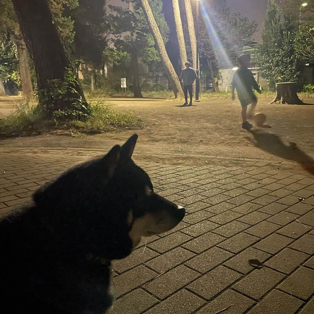 吉村民さんのインスタグラム写真 - (吉村民Instagram)「大好きなコーチが近所の公園でプライベートレッスンをしているところに遭遇。 ずっと近くで見学して、ちょっと仲間にいれてもらいました😅  小鉄くんは「カフェにいくっていってたのに、、、いけないんですけど」な😑  サッカー待ちが上手になってきた 小鉄くんでした🐕⚽️  #柴犬 #黒柴  #小鉄　くん #サッカー #サッカー少年」11月4日 18時25分 - yoshimuratami