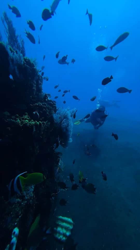 Live To Exploreのインスタグラム：「Diving in Bali can easily be ticked off your bucketlist when you're in good hands ✅  Safe, fun, adventurous, and easy. At @balireefdivers you can enjoy the underwater world with zero worries.  Multiple languages available, ask about yours.  🎥 by @luxtravelcouple   #divingbali #balireefdivers #balidiving #bali #og」