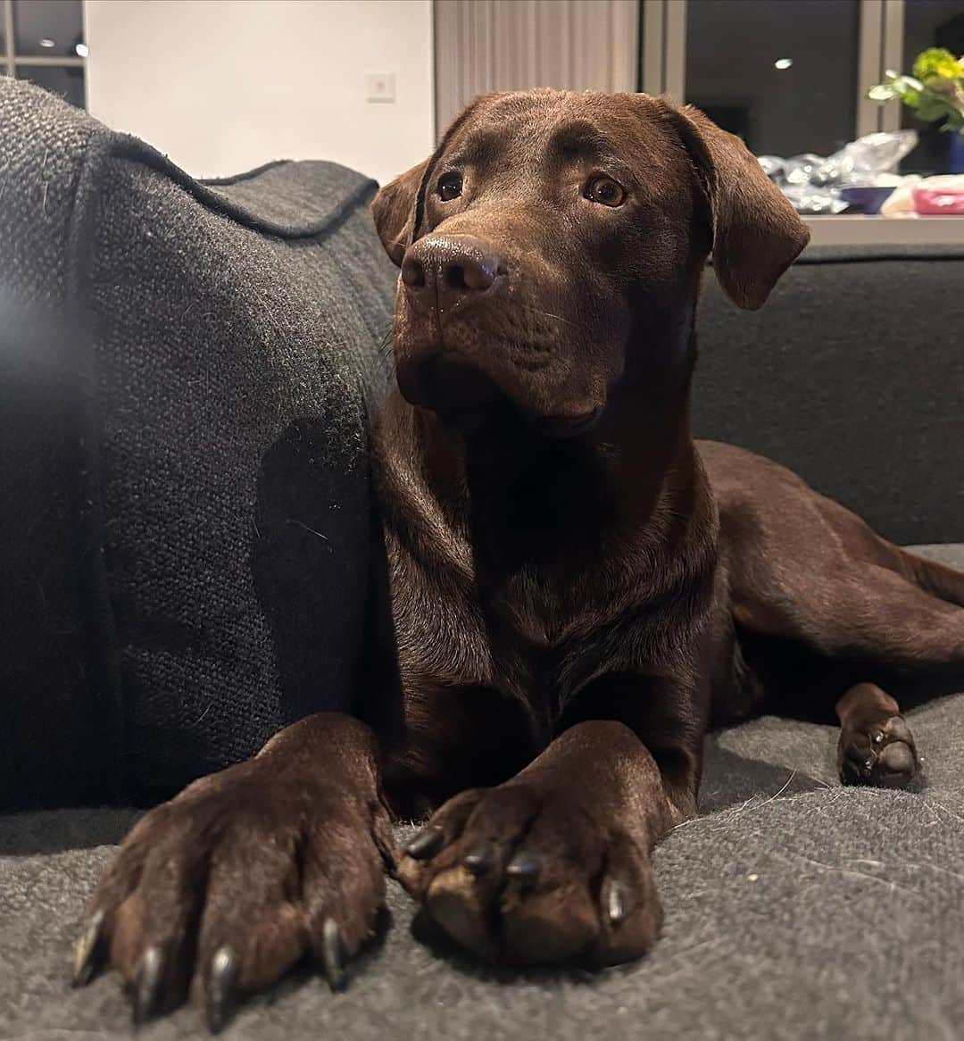 ヴィッキー・パティソンさんのインスタグラム写真 - (ヴィッキー・パティソンInstagram)「My brave boy.. 🥹🐾   I'm so sorry if anyone finds these pictures triggering or upsetting- but I've had loads of lovely messages asking if Max was ok after his various trips to the vet this week so I just thought I'd share a little update with you all.   Over the last 6 months I've taken max to the vets numerous times for issues with his legs- he is a super energetic & adventurous boy & him & Milo play so rough- so we've always just hoped his little limps were knocks from his over zealous play & we've always been reassured he was fine. However as a mother you know when somethings not right don't you? And it absolutely kills me that he could be in pain & can't tell us so I joined a new vets this week & even though it's all been a bit scary & stressful we are so grateful to Alex & the fab team at @allpawsvetsharlow for finally getting to the bottom of this.   Long story short we were all really worried Maxxy had hip dysplasia which is common in the labs but it turns out his hips are fine- as you can see in his little X-ray.. (I don't know why but looking at his little bones broke my heart 😩) But what he does have is a little tear in his ACL. Anyone who follows football will be more familiar with the term as I think it can be quite common in footballers- I wasn't & obviously just burst out crying when I heard 🥹😩🤦🏻‍♀️ (dramatic I know, but he's my baby 😞)   There's a couple of different routes we can take- one being surgery of course- but on the advice of our lovely vet we're going to take it easy for the next two weeks, get our little one on some good medication & joint supplements and try & rest him when possible- easier said than done with a precocious year old Labrador puppy like 🤦🏻‍♀️😳 But we're hopeful that we'll get our baby fitting fit in no time, we just need to try & manage his energy as best we can... which he's going to hate 😳  Big Thankyou to Alex at @allpawsvetsharlow- honestly, I can't sing his praises enough- one look at our boy & he confirmed my suspicions, one week & he got to the bottom of it. A very efficient & sensitive service. 🥹♥️  Thankyou for all your concerned messages guys.. You're so sweet. Oh, and GET PET INSURANCE 😂💸🤦🏻‍♀️」11月4日 18時42分 - vickypattison