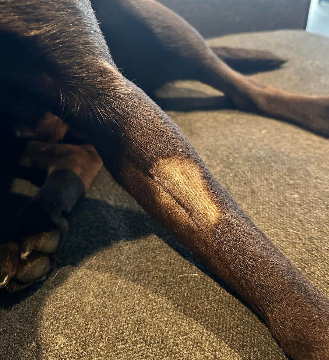 ヴィッキー・パティソンさんのインスタグラム写真 - (ヴィッキー・パティソンInstagram)「My brave boy.. 🥹🐾   I'm so sorry if anyone finds these pictures triggering or upsetting- but I've had loads of lovely messages asking if Max was ok after his various trips to the vet this week so I just thought I'd share a little update with you all.   Over the last 6 months I've taken max to the vets numerous times for issues with his legs- he is a super energetic & adventurous boy & him & Milo play so rough- so we've always just hoped his little limps were knocks from his over zealous play & we've always been reassured he was fine. However as a mother you know when somethings not right don't you? And it absolutely kills me that he could be in pain & can't tell us so I joined a new vets this week & even though it's all been a bit scary & stressful we are so grateful to Alex & the fab team at @allpawsvetsharlow for finally getting to the bottom of this.   Long story short we were all really worried Maxxy had hip dysplasia which is common in the labs but it turns out his hips are fine- as you can see in his little X-ray.. (I don't know why but looking at his little bones broke my heart 😩) But what he does have is a little tear in his ACL. Anyone who follows football will be more familiar with the term as I think it can be quite common in footballers- I wasn't & obviously just burst out crying when I heard 🥹😩🤦🏻‍♀️ (dramatic I know, but he's my baby 😞)   There's a couple of different routes we can take- one being surgery of course- but on the advice of our lovely vet we're going to take it easy for the next two weeks, get our little one on some good medication & joint supplements and try & rest him when possible- easier said than done with a precocious year old Labrador puppy like 🤦🏻‍♀️😳 But we're hopeful that we'll get our baby fitting fit in no time, we just need to try & manage his energy as best we can... which he's going to hate 😳  Big Thankyou to Alex at @allpawsvetsharlow- honestly, I can't sing his praises enough- one look at our boy & he confirmed my suspicions, one week & he got to the bottom of it. A very efficient & sensitive service. 🥹♥️  Thankyou for all your concerned messages guys.. You're so sweet. Oh, and GET PET INSURANCE 😂💸🤦🏻‍♀️」11月4日 18時42分 - vickypattison