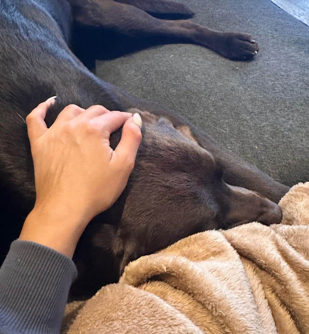 ヴィッキー・パティソンさんのインスタグラム写真 - (ヴィッキー・パティソンInstagram)「My brave boy.. 🥹🐾   I'm so sorry if anyone finds these pictures triggering or upsetting- but I've had loads of lovely messages asking if Max was ok after his various trips to the vet this week so I just thought I'd share a little update with you all.   Over the last 6 months I've taken max to the vets numerous times for issues with his legs- he is a super energetic & adventurous boy & him & Milo play so rough- so we've always just hoped his little limps were knocks from his over zealous play & we've always been reassured he was fine. However as a mother you know when somethings not right don't you? And it absolutely kills me that he could be in pain & can't tell us so I joined a new vets this week & even though it's all been a bit scary & stressful we are so grateful to Alex & the fab team at @allpawsvetsharlow for finally getting to the bottom of this.   Long story short we were all really worried Maxxy had hip dysplasia which is common in the labs but it turns out his hips are fine- as you can see in his little X-ray.. (I don't know why but looking at his little bones broke my heart 😩) But what he does have is a little tear in his ACL. Anyone who follows football will be more familiar with the term as I think it can be quite common in footballers- I wasn't & obviously just burst out crying when I heard 🥹😩🤦🏻‍♀️ (dramatic I know, but he's my baby 😞)   There's a couple of different routes we can take- one being surgery of course- but on the advice of our lovely vet we're going to take it easy for the next two weeks, get our little one on some good medication & joint supplements and try & rest him when possible- easier said than done with a precocious year old Labrador puppy like 🤦🏻‍♀️😳 But we're hopeful that we'll get our baby fitting fit in no time, we just need to try & manage his energy as best we can... which he's going to hate 😳  Big Thankyou to Alex at @allpawsvetsharlow- honestly, I can't sing his praises enough- one look at our boy & he confirmed my suspicions, one week & he got to the bottom of it. A very efficient & sensitive service. 🥹♥️  Thankyou for all your concerned messages guys.. You're so sweet. Oh, and GET PET INSURANCE 😂💸🤦🏻‍♀️」11月4日 18時42分 - vickypattison