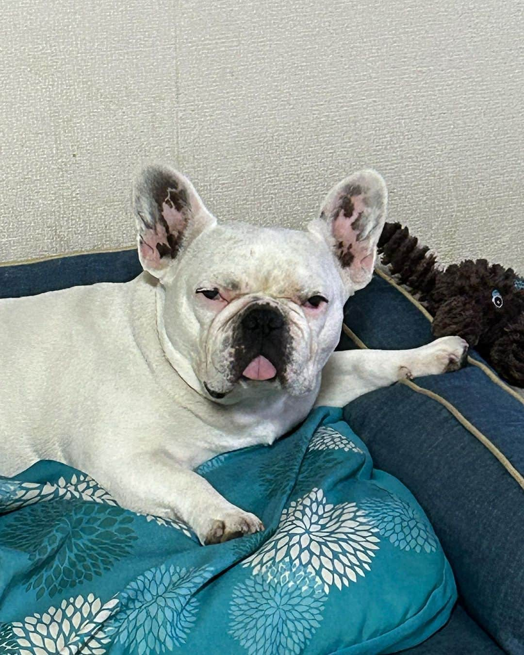 なべやかんのインスタグラム：「ベロ出てますよ！  #buhi #ブヒ #ぶひ #フレンチブルドッグ #フレブル #frenchbulldog #なべやかん #フレブル好きと繋がりたい #フレブルのいる生活 #マイリー散歩 #マイリー #miley」