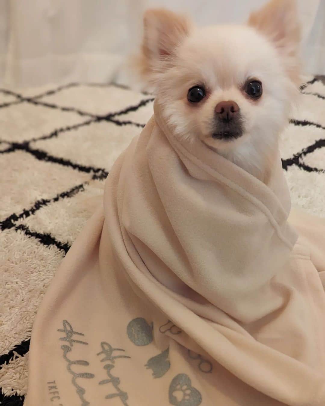 のインスタグラム：「ポメ×TKFC タケダグッズを気に入ってくれたころ。 #dogoftheday  #pomeranian  #ポメラニアン  #ポメ」