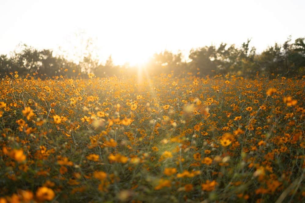 Naomiのインスタグラム：「キバナコスモス満開でした  #コスモス畑　#キバナコスモス　#canonR5 #planar50mm」