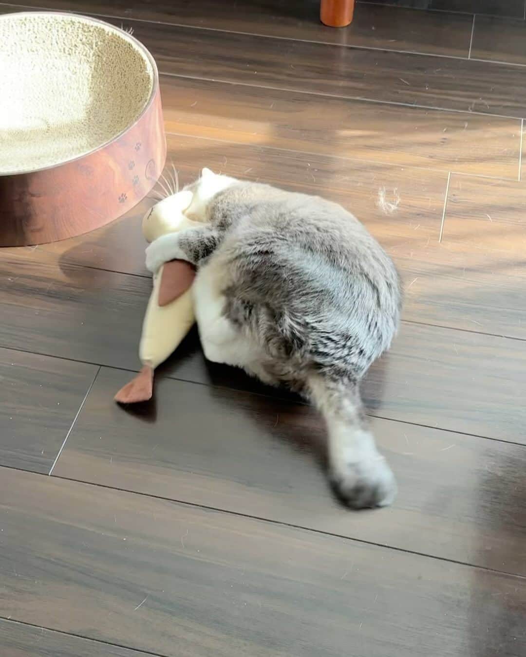 モアレ & クリエのインスタグラム：「16歳の猫キック（ただし運動時間3秒）  #モアクリ #moacrie #ねこ #猫 #cat #catsagram #ねこすたぐらむ #にゃんすたぐらむ #猫のいる暮らし #ねこのいる生活」