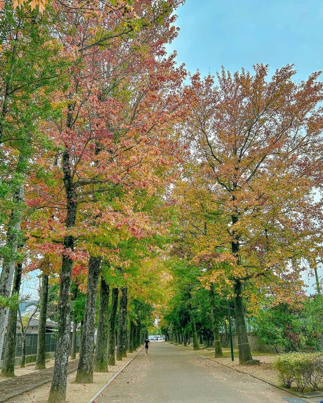 中橋舞さんのインスタグラム写真 - (中橋舞Instagram)「. 紅葉🍁run💨  先日ストーリーズで 岡山の紅葉スポットを 聞いたところ フォローいただいている方々から 一番多かったのは "岡山県総合グラウンド"  来週は ここが おかやまマラソンで大盛り上がりするんだ✨ と ワクワクしながら☺️  紅葉はまだまだ色づき始めたばかりな感じで 再来週くらいが見頃かなぁ😍  けど綺麗に色づいているところもありました❤️  #ランニング #run #running  #ランニング女子 #ママランナー #japanphoto #japanphoto_now  #okayama #ママランナー #岡山ラン #写真で伝えたい私の世界 #紅葉 #🍁#走るのが好き」11月4日 19時34分 - mai_nakahashi