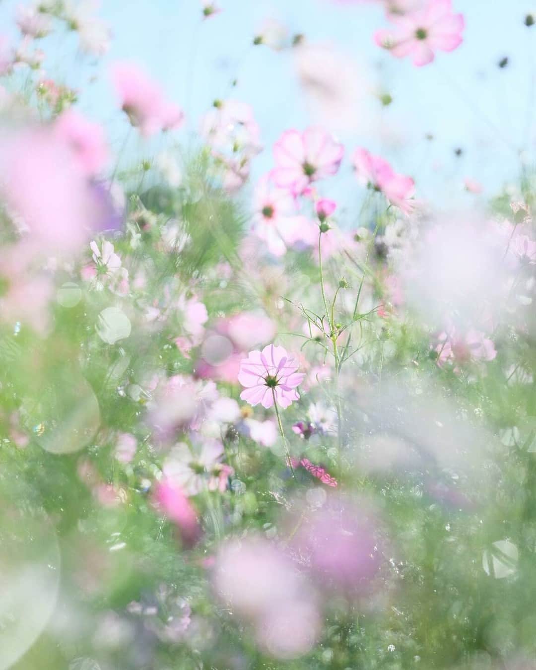 花の写真館のインスタグラム：「Photo by @fujikichi_camera. https://instagram.com/fujikichi_camera/ . Original Post[投稿いただいたURL] https://www.instagram.com/p/Cx_i-qqy47u/ . 本アカウントは、 #私の花の写真 をつけてInstagramに投稿された皆さまの花の写真や、「花の写真館」Facebookページで投稿された花の写真を紹介します。 「花の写真館」Facebookページは、「 @floral.photograph 」のプロフィールにあるURLからご覧ください。 . ※各種法令、マナー、関係者の指示に従った撮影をお願いします。 *Please ensure that your photography adheres to all relevant laws, etiquette, and instructions issued by authorized persons. ※本アカウントは東京カメラ部がFacebook、Instagramのサービスを利用して運営しているもので、Meta社・Instagramとは一切関係ありません。 . #花の写真館 #floralphotograph #floralphoto #flower #flowers Follow: @floral.photograph」