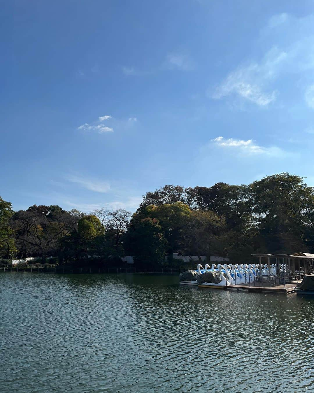 福田葉子さんのインスタグラム写真 - (福田葉子Instagram)「井の頭公園のひょうたん池の七井橋のたもとに、メタセコイアの大木があります。今日も元気そうでなにより。 三連休なのにボート乗り場はお休みのようで、静か。園内の紅葉はまだまだ先の模様。のんびりとした秋の昼下がりの井の頭公園からお届けしました。 #park #autumn #weekend #tree #公園　#井の頭公園　#散歩　#秋　#週末　#吉祥寺」11月4日 19時54分 - yoyoyokoko