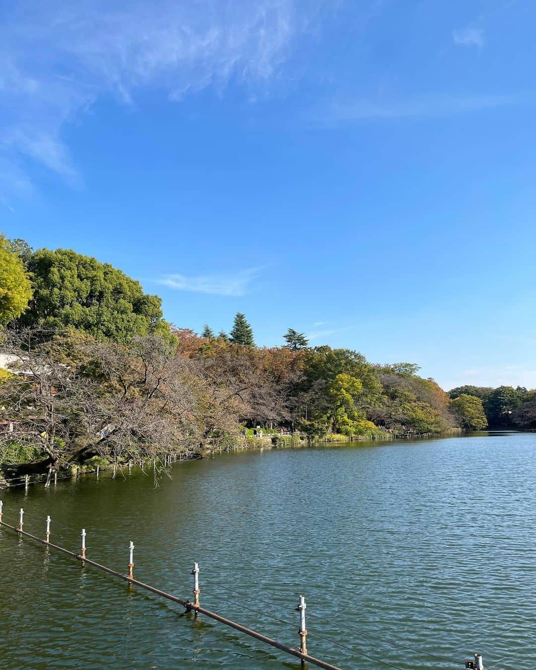 福田葉子さんのインスタグラム写真 - (福田葉子Instagram)「井の頭公園のひょうたん池の七井橋のたもとに、メタセコイアの大木があります。今日も元気そうでなにより。 三連休なのにボート乗り場はお休みのようで、静か。園内の紅葉はまだまだ先の模様。のんびりとした秋の昼下がりの井の頭公園からお届けしました。 #park #autumn #weekend #tree #公園　#井の頭公園　#散歩　#秋　#週末　#吉祥寺」11月4日 19時54分 - yoyoyokoko