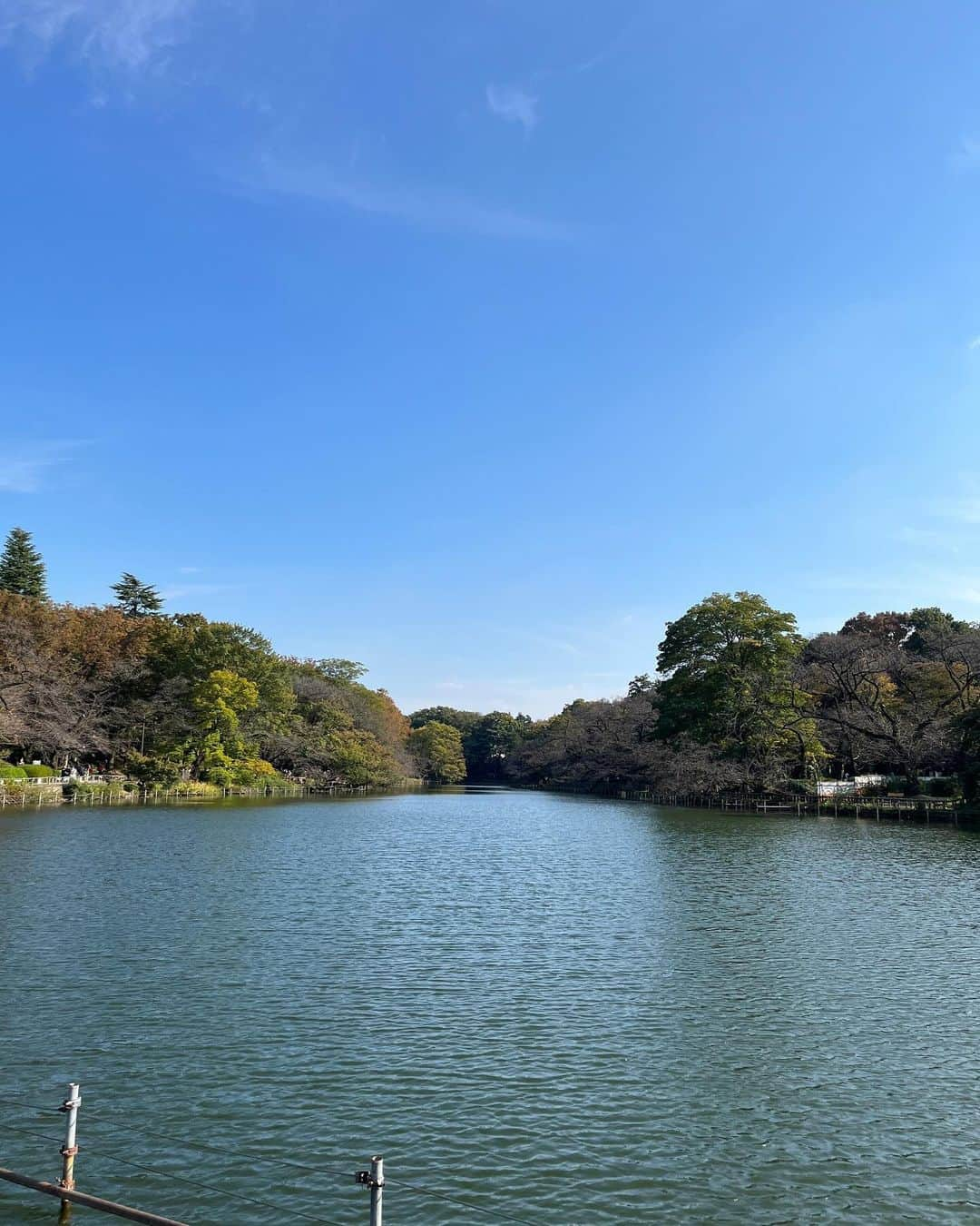 福田葉子さんのインスタグラム写真 - (福田葉子Instagram)「井の頭公園のひょうたん池の七井橋のたもとに、メタセコイアの大木があります。今日も元気そうでなにより。 三連休なのにボート乗り場はお休みのようで、静か。園内の紅葉はまだまだ先の模様。のんびりとした秋の昼下がりの井の頭公園からお届けしました。 #park #autumn #weekend #tree #公園　#井の頭公園　#散歩　#秋　#週末　#吉祥寺」11月4日 19時54分 - yoyoyokoko