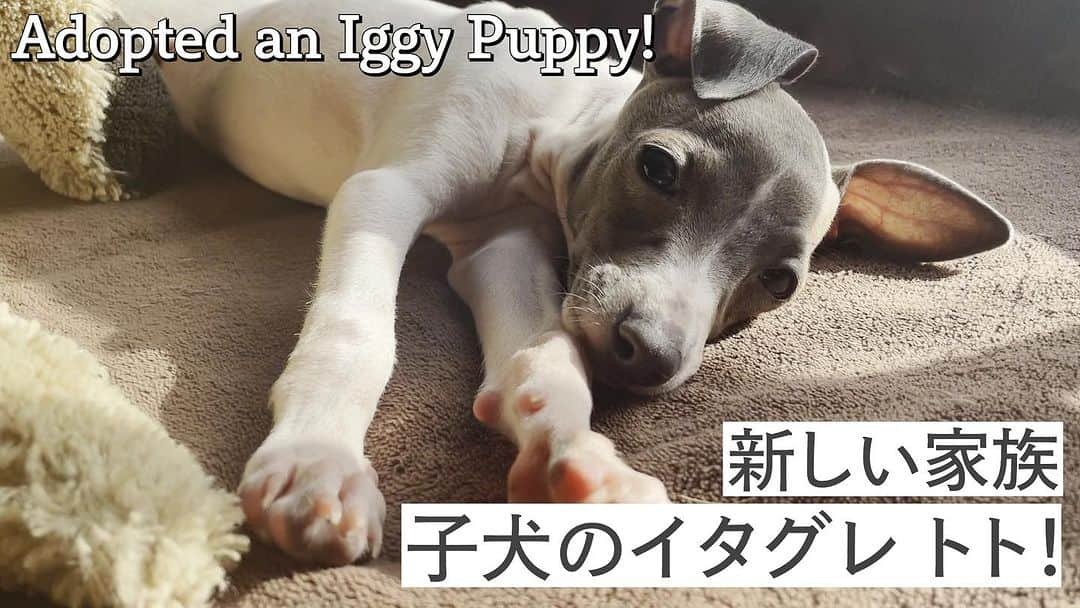 桐島かれんのインスタグラム：「YouTube 動画をアップしました！ え、また子犬？？とビックリされるかもしれませんが、我が家の新メンバー、保護犬トトをご紹介します！ #桐島かれんathome  #イタグレ #iggy」