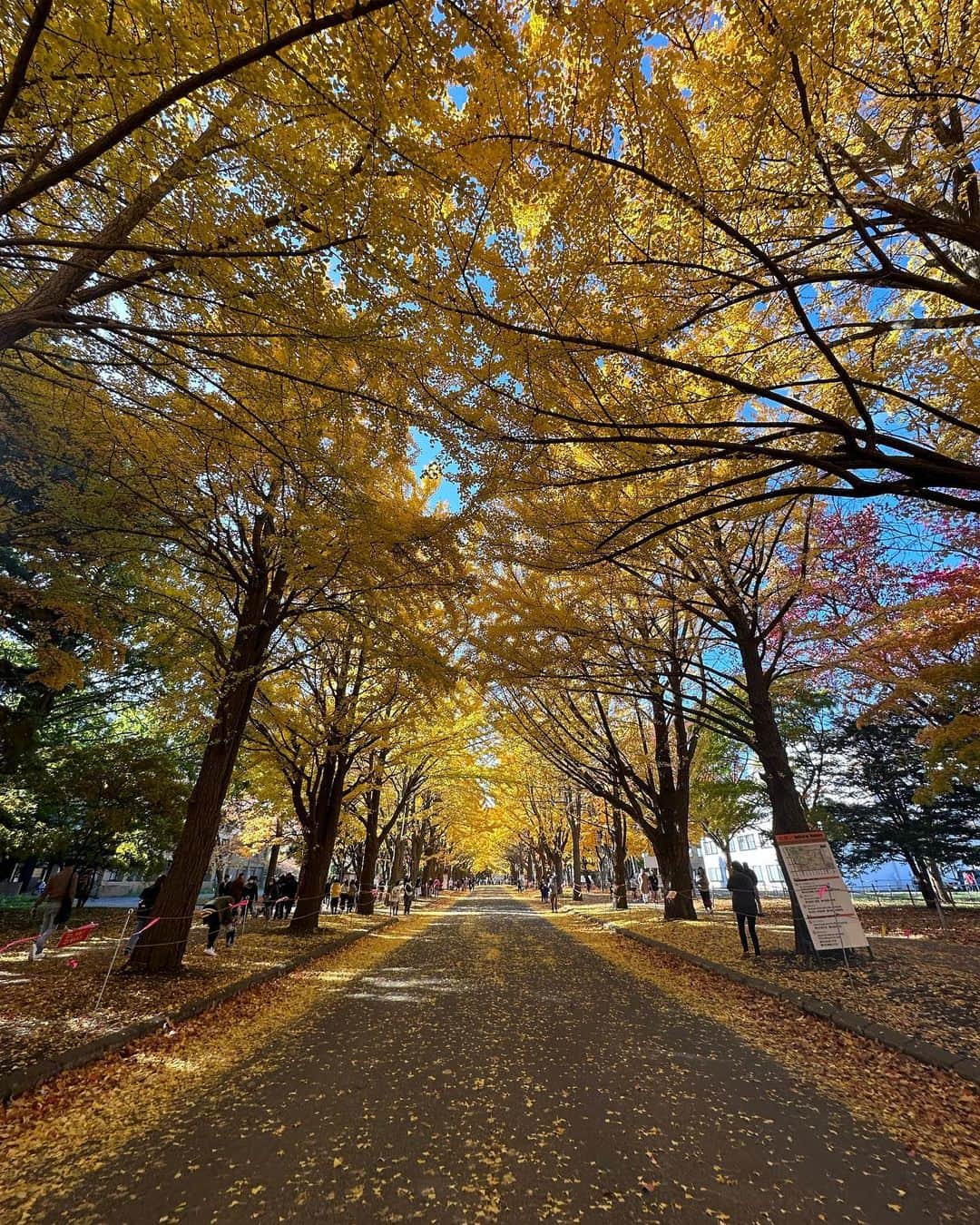 休井美郷さんのインスタグラム写真 - (休井美郷Instagram)「銀杏。  絨毯あるいてきた。綺麗だった…  #北大 #北海道」11月4日 20時05分 - kyuui_misato