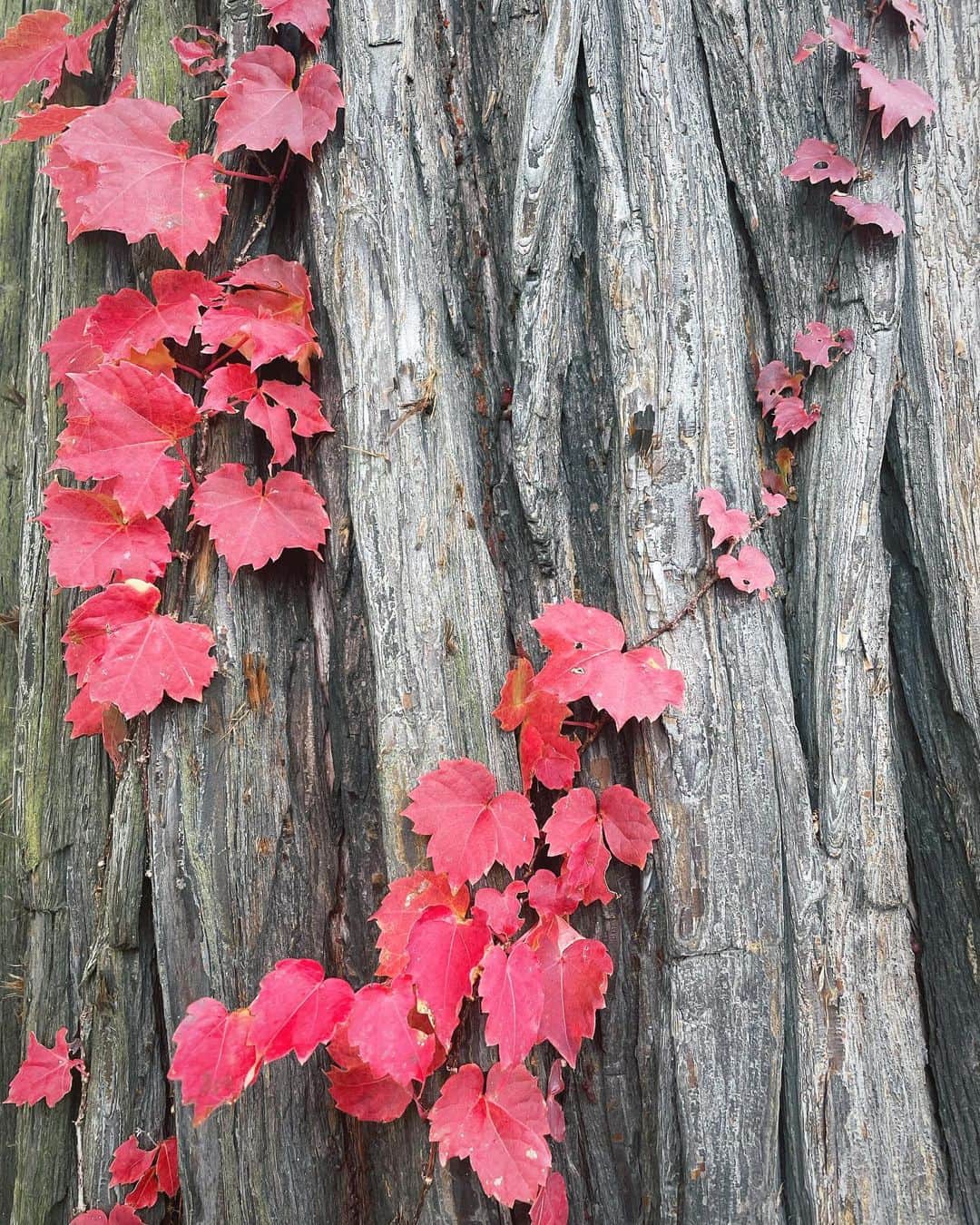 前川泰之さんのインスタグラム写真 - (前川泰之Instagram)「自然は素敵な色を見せてくれるなぁ✨  #紅葉　#自然に感謝　 #感動は身近にある #autumn」11月4日 20時23分 - maekawa_yasuyuki_official