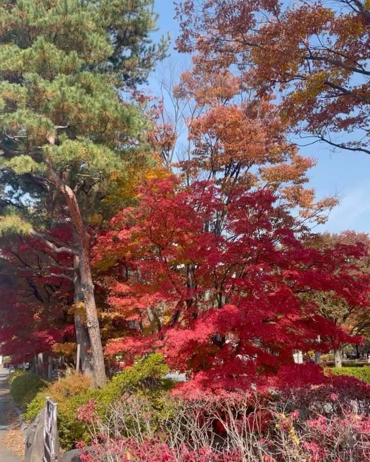 前川泰之のインスタグラム：「自然は素敵な色を見せてくれるなぁ✨  #紅葉　#自然に感謝　 #感動は身近にある #autumn」