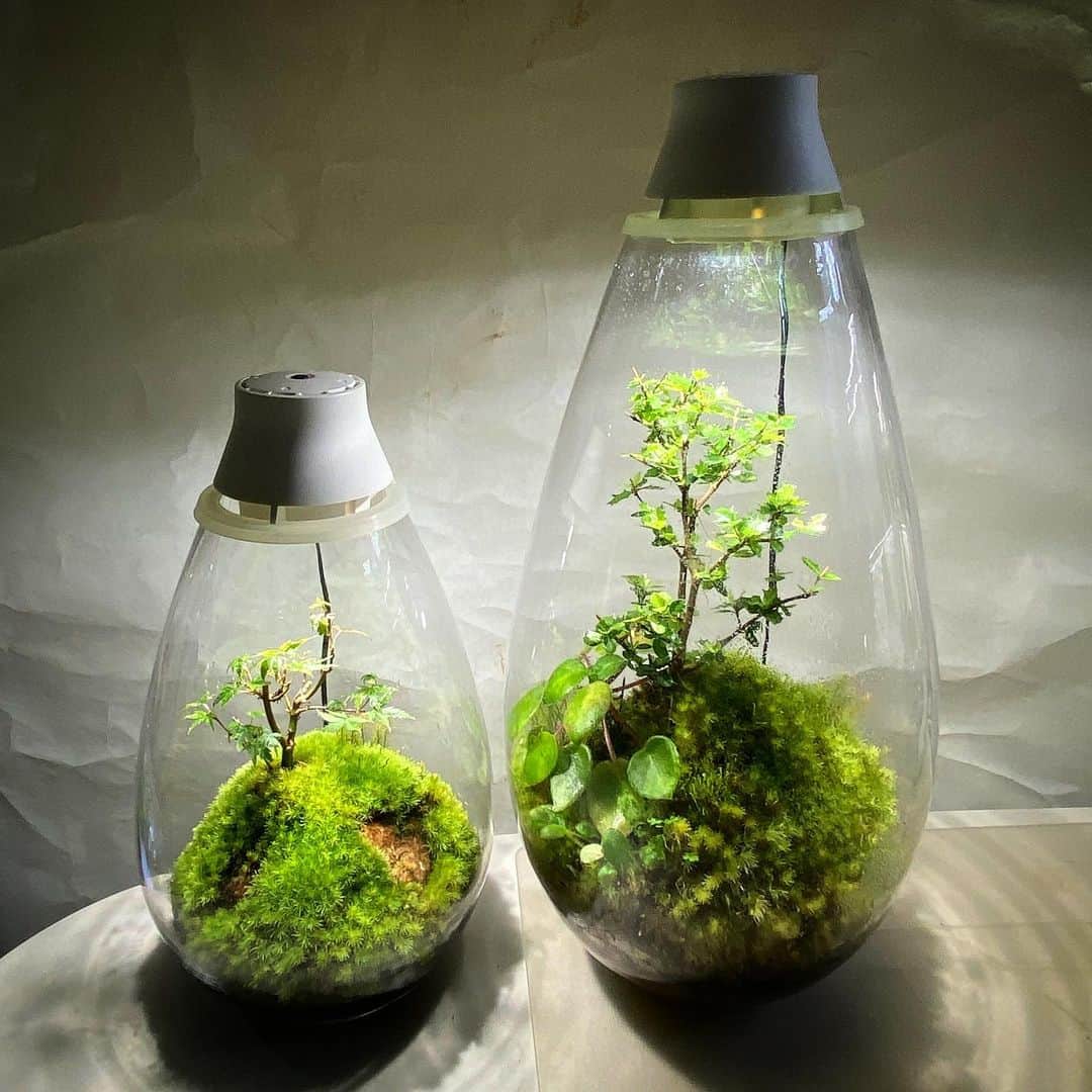 Mosslight-LEDのインスタグラム：「Mosslight   #mosslight#モスライト #terrarium#テラリウム #moss#コケ」