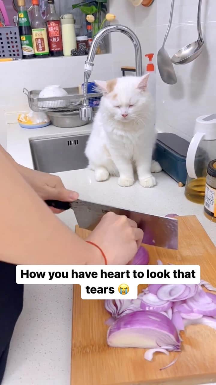 Cute Pets Dogs Catsのインスタグラム：「How you have heart look that tears 😭   Credit: adorable @独生子的日常 - DY ** For all crediting issues and removals pls 𝐄𝐦𝐚𝐢𝐥 𝐮𝐬 ☺️  𝐍𝐨𝐭𝐞: we don’t own this video/pics, all rights go to their respective owners. If owner is not provided, tagged (meaning we couldn’t find who is the owner), 𝐩𝐥𝐬 𝐄𝐦𝐚𝐢𝐥 𝐮𝐬 with 𝐬𝐮𝐛𝐣𝐞𝐜𝐭 “𝐂𝐫𝐞𝐝𝐢𝐭 𝐈𝐬𝐬𝐮𝐞𝐬” and 𝐨𝐰𝐧𝐞𝐫 𝐰𝐢𝐥𝐥 𝐛𝐞 𝐭𝐚𝐠𝐠𝐞𝐝 𝐬𝐡𝐨𝐫𝐭𝐥𝐲 𝐚𝐟𝐭𝐞𝐫.  We have been building this community for over 6 years, but 𝐞𝐯𝐞𝐫𝐲 𝐫𝐞𝐩𝐨𝐫𝐭 𝐜𝐨𝐮𝐥𝐝 𝐠𝐞𝐭 𝐨𝐮𝐫 𝐩𝐚𝐠𝐞 𝐝𝐞𝐥𝐞𝐭𝐞𝐝, pls email us first. **」