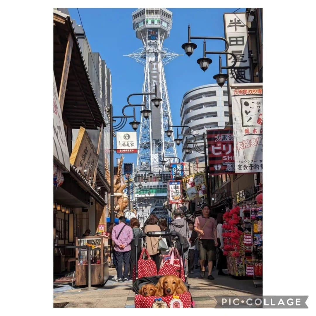 ピックさんのインスタグラム写真 - (ピックInstagram)「ピク＆ピコまたまた初 🗼通天閣🗼 、 もー人人で、隙をみて、 新世界の風景からの、通天閣🗼ピク＆ピコ 、 トロントロンたこ焼き🐙食べたくて、 #たこ焼きかんかん 　さん 、 トロントロンー美味しかったー 、 ここからはパパは、 超よしもとお笑いライブを見に!お別れ 、 ２時間、最初から、涙流して笑うほどで、大興奮して、戻ってきたよ😁😁COWCOWとか、笑い飯 アインシュタイン、吉田たち、くまだまさし もーたまらんかったって😁 アインシュタインの顎の長さは生で見たらびっくりしたって😆😆😆 、 今度は、もっと早くチケットとり、よしもと新喜劇みたいって! 、 #よしもと  #楽しかった #通天閣 #大阪の旅  #たこ焼き #ダックス #ミニチュアダックス #わんことお出かけ #連休 #イッヌ #いぬバカ部 #pecoいぬ部 #peppyフォト部 #dachshundlove #doggy #dogstagram_japan #イヌスタグラム #いぬすたぐらむ #たんそく部 #いぬのいる暮らし #犬の居る生活 #miniaturedachshund #犬 #dog #todayswanko #pecoいぬ部 #lovedogs #犬好きな人と繋がりたい」11月4日 20時58分 - pick09040904