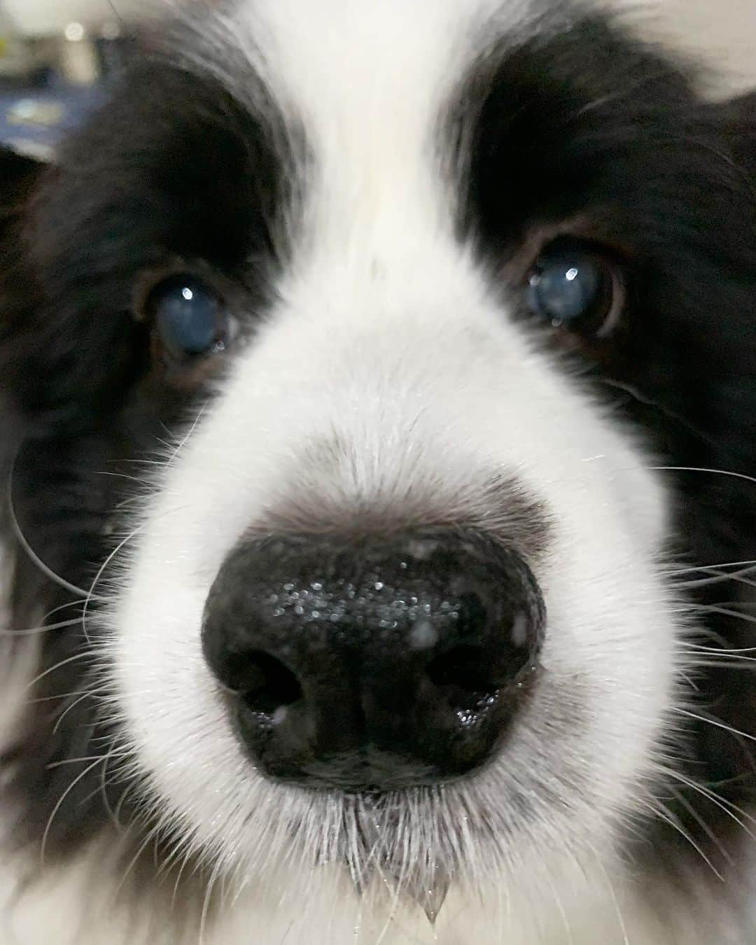 犬バカ部宣伝部長のインスタグラム：「そらちゃん🤣 ほねっこ🦴欲しすぎて🤣 ヨダレちんが🐼🦴💦❤️ ⁡ #犬バカ部 #bordercollie #ボーダーコリー #dog #犬 #白黒 #そら #ふにゃボダ部 #ボダ娘 #ヨダレちん」
