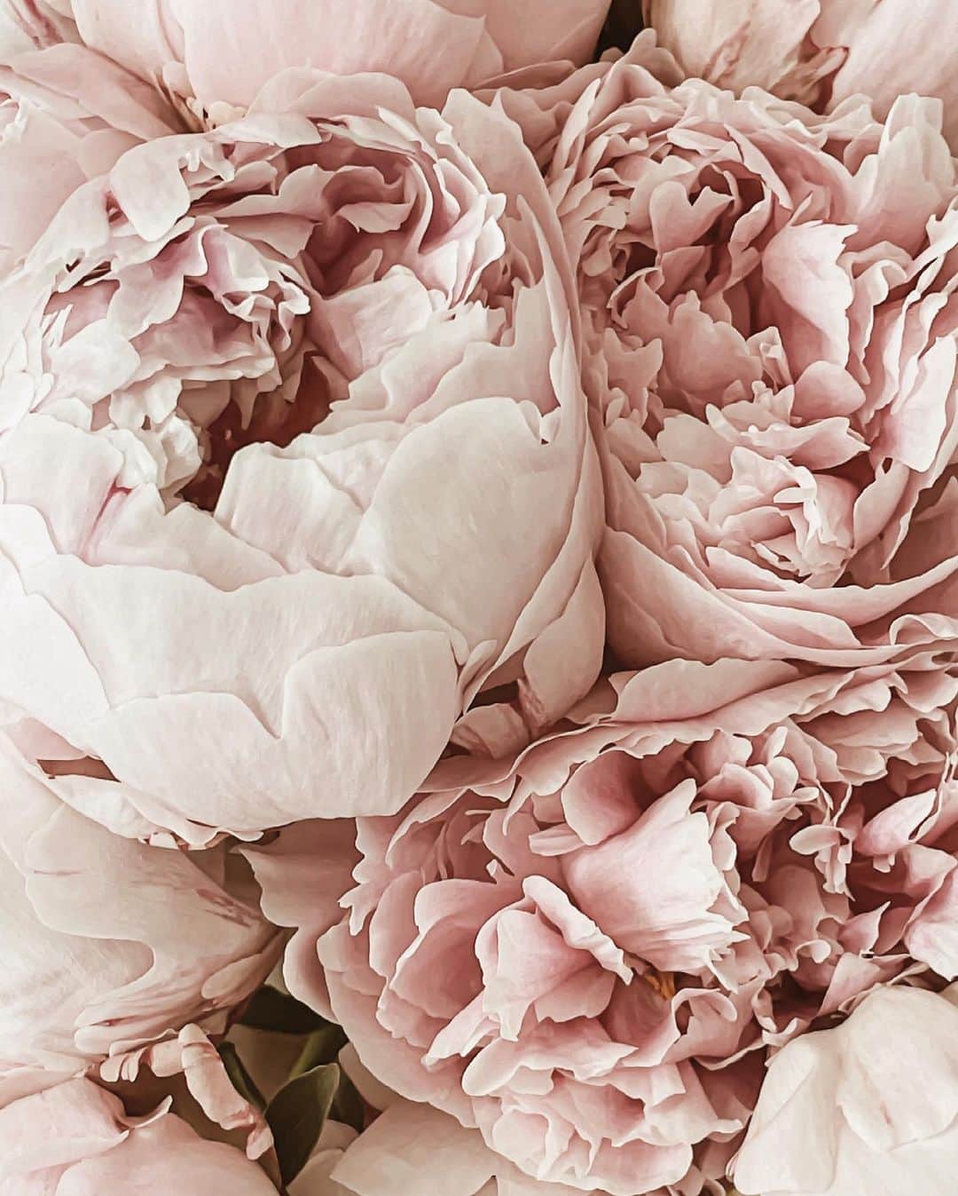Yukicoさんのインスタグラム写真 - (YukicoInstagram)「🍃🌸🍃🌸🍃  ————————————————————— 見てくださる方にプラスになる投稿をしていきます 是非いいね♡フォロー♡ よろしくお願いいたします𓅟 私の写真の編集については フォトレッスンでレクチャーをしています —————————————————————  #flowers#flowerpower#flowerphotography#flowerporn#flowerslovers#flowerstagram#bouquet#bouquets#btsarmy#jiminpen#btsjimin #ジミンペン🐥」11月4日 21時01分 - yukicolifecom