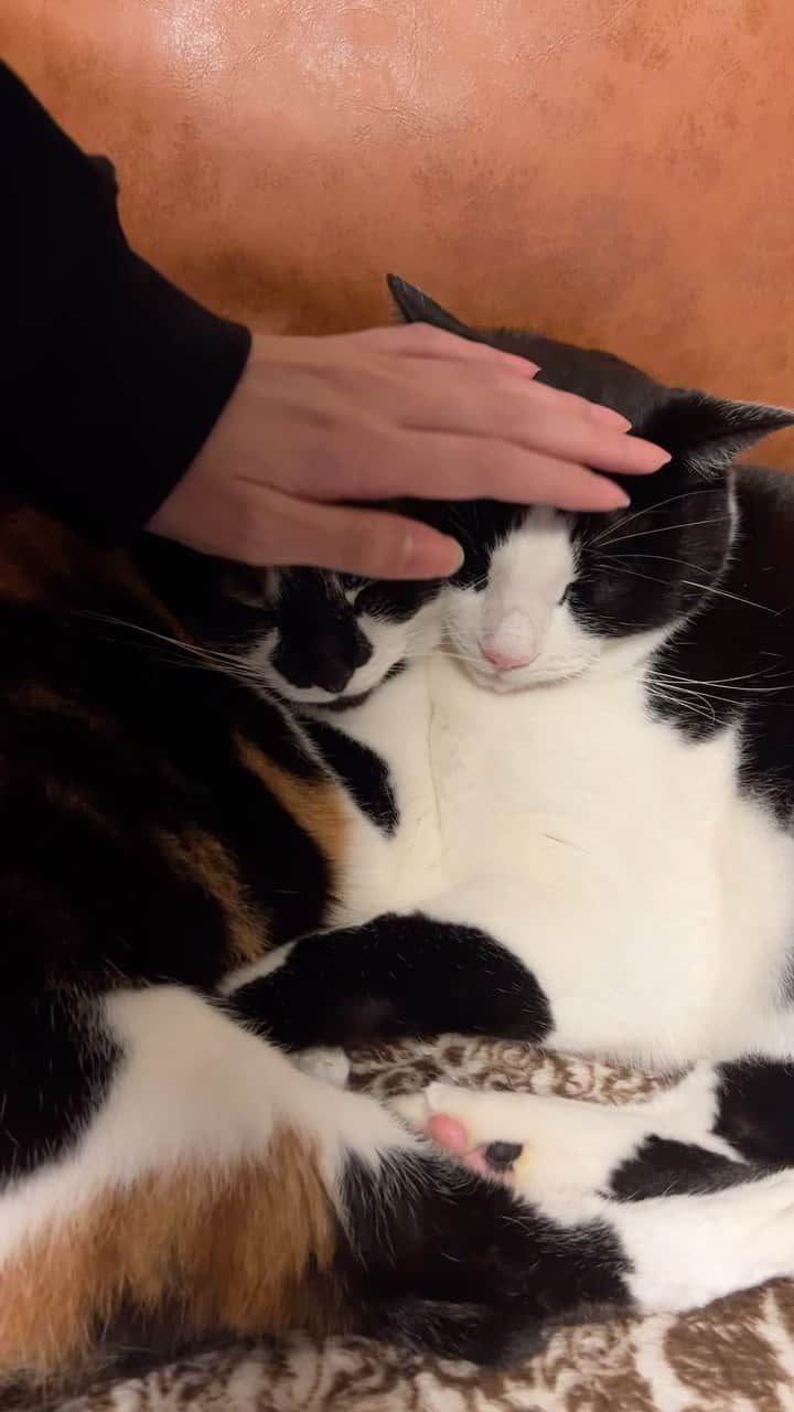 坂口風詩のインスタグラム：「ダブルなでなで😴😴  #猫のいる暮らし #猫好きさんと繋がりたい #ねこ部 #にゃんすたぐらむ」