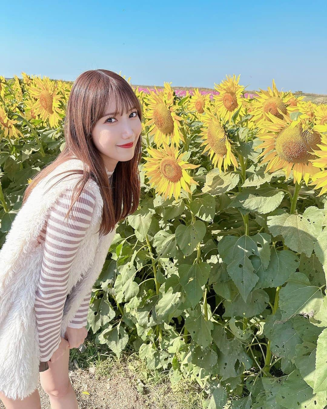 田中菜津美のインスタグラム：「. この時期に満開のひまわり見れた🌻 . 奥にはコスモス畑もあったよ🌸 . #ひまわり #ひまわり畑 #佐賀 #佐賀空港  #佐賀空港コスモス園 #景色 #コスモス畑 #九州」