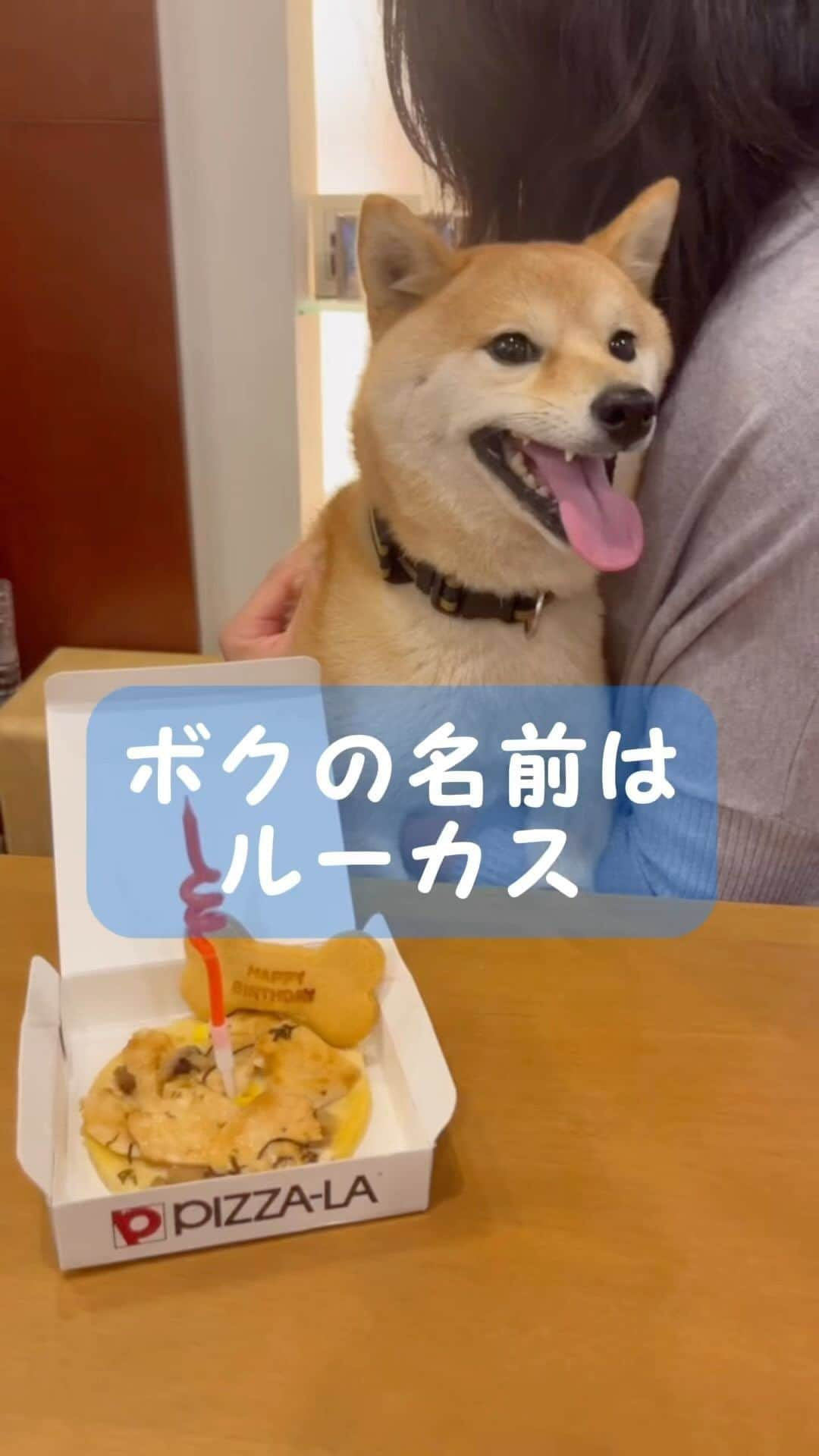 ヤンチャな豆柴『豆千代くん』の日常です?のインスタグラム：「お誕生日会をしてもらったルーカス💙⁣ ⁣ #お喋りルーカス　#ルーカス便り　#ムチコロ便り　#birthdayparty⁣ #誕生日会  ⁣ ::::::::::୨୧::::::::::୨୧::::::::::୨୧:::::::::::⁣ 過去の豆柴夫婦はコチラ(ᐡ •͈ ·̫ •͈ ᐡ)⁣ @mamechiyo728⁣ ::::::::::୨୧::::::::::୨୧::::::::::୨୧:::::::::::⁣ ⁣ -————✩—————⁣ #豆柴夫婦　#豆千代くんとモチ代さん⁣  #shibadog #豆柴 #柴犬  #shiba  #shibainu  #mameshiba #dog #ペット　#Pet⁣ -————✩——」