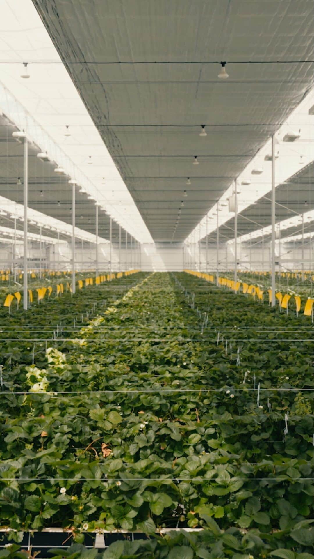 Dysonのインスタグラム：「Rooted in technology.  Grown in Britain.  The glasshouse at @dysonfarming extends the strawberry growing season – producing 750 tonnes of strawberries, during a time when they are in short supply. This reduces reliance on importing fruit and the associated air miles.  For strawberries that are miles better.  Discover more about Dyson strawberries using the link in bio.」