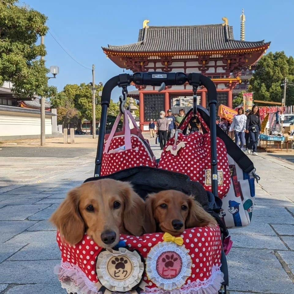 ピックのインスタグラム：「てんしばは、物凄い人で歩くのも🐶🐶 危ないし、まあちゃんが、たまーにお参りに、来て、落ち着く #四天王寺　さんに 、 ゆっくりお散歩しながら、お話しながら 、 お線香の匂いが大好きだから凄く落ち着くし 素敵な思い出に 、 まあちゃんありがとう 、 ピク＆ピコのお散歩タイムは、まあちゃん🤩 、 #お寺 #お参り #わんこok  #わんことお出かけ #多頭飼い  #ミニチュアダックス大好き  #イッヌ #いぬバカ部 #pecoいぬ部 #peppyフォト部 #dachshundlove #doggy #dogstagram_japan #イヌスタグラム #いぬすたぐらむ #たんそく部 #いぬのいる暮らし #犬の居る生活 #miniaturedachshund #犬 #dog #todayswanko #pecoいぬ部 #大阪 #lovedogs #犬好きな人と繋がりたい」