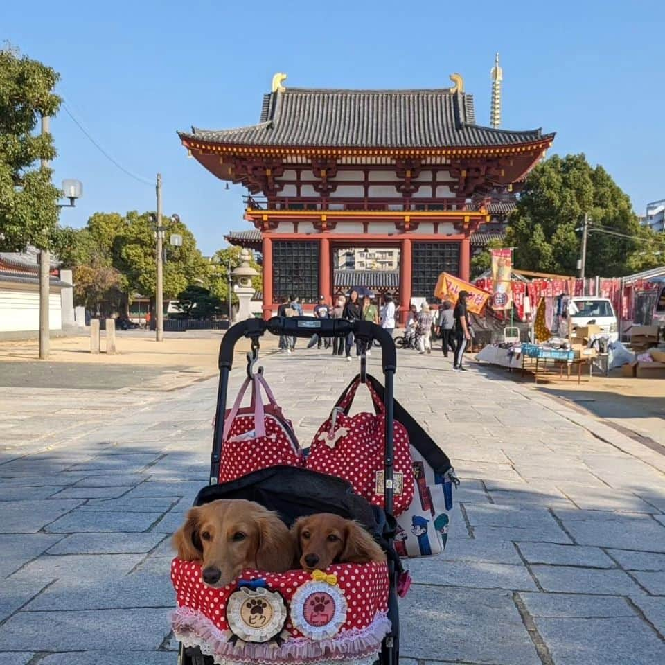 ピックさんのインスタグラム写真 - (ピックInstagram)「てんしばは、物凄い人で歩くのも🐶🐶 危ないし、まあちゃんが、たまーにお参りに、来て、落ち着く #四天王寺　さんに 、 ゆっくりお散歩しながら、お話しながら 、 お線香の匂いが大好きだから凄く落ち着くし 素敵な思い出に 、 まあちゃんありがとう 、 ピク＆ピコのお散歩タイムは、まあちゃん🤩 、 #お寺 #お参り #わんこok  #わんことお出かけ #多頭飼い  #ミニチュアダックス大好き  #イッヌ #いぬバカ部 #pecoいぬ部 #peppyフォト部 #dachshundlove #doggy #dogstagram_japan #イヌスタグラム #いぬすたぐらむ #たんそく部 #いぬのいる暮らし #犬の居る生活 #miniaturedachshund #犬 #dog #todayswanko #pecoいぬ部 #大阪 #lovedogs #犬好きな人と繋がりたい」11月4日 21時56分 - pick09040904