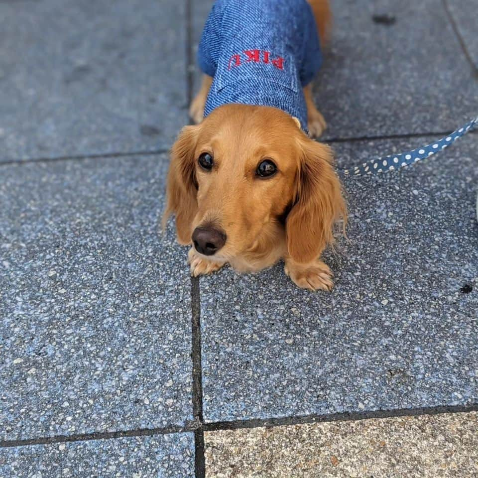 ピックさんのインスタグラム写真 - (ピックInstagram)「てんしばは、物凄い人で歩くのも🐶🐶 危ないし、まあちゃんが、たまーにお参りに、来て、落ち着く #四天王寺　さんに 、 ゆっくりお散歩しながら、お話しながら 、 お線香の匂いが大好きだから凄く落ち着くし 素敵な思い出に 、 まあちゃんありがとう 、 ピク＆ピコのお散歩タイムは、まあちゃん🤩 、 #お寺 #お参り #わんこok  #わんことお出かけ #多頭飼い  #ミニチュアダックス大好き  #イッヌ #いぬバカ部 #pecoいぬ部 #peppyフォト部 #dachshundlove #doggy #dogstagram_japan #イヌスタグラム #いぬすたぐらむ #たんそく部 #いぬのいる暮らし #犬の居る生活 #miniaturedachshund #犬 #dog #todayswanko #pecoいぬ部 #大阪 #lovedogs #犬好きな人と繋がりたい」11月4日 21時56分 - pick09040904