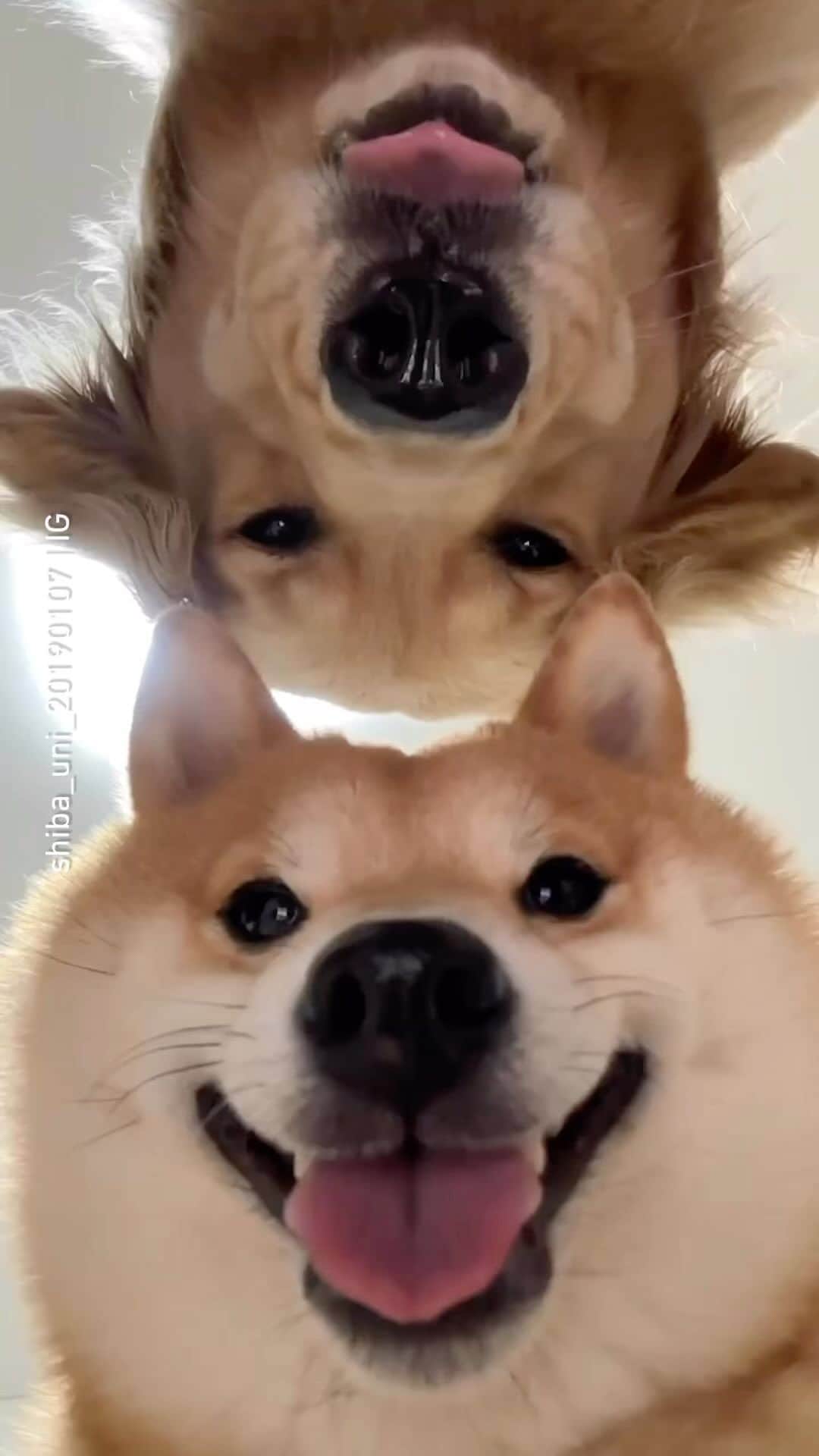 のインスタグラム：「Front camera double chin never look so adorable 📹 @shiba_uni_20190107 - Hashtag #barkedselfie on your doggo’s selfies and get a chance to be featured! - #barked #Selfie #DogSelfie #dog #doggo #GoldenRetriever #ShibaInu #Shiba」