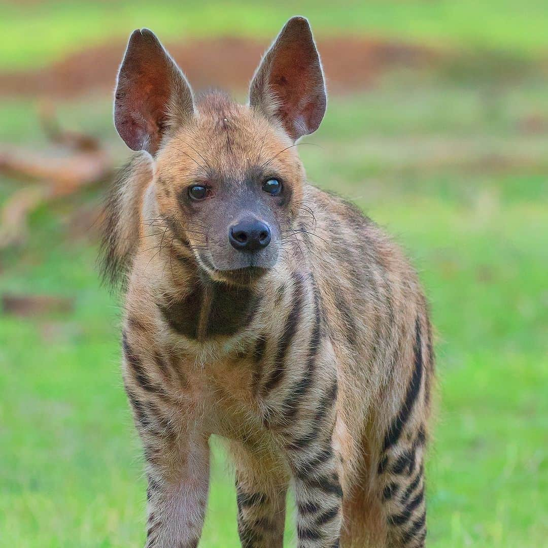 Discoveryのインスタグラム：「#DidYouKnow hyenas share more evolutionary history with felines than with canines? While they may appear dog-like, some of their behaviors - like scent-marking and grooming - are distinctly catty. 😼  📷: @pratikhumnabadkar   #wildlife #nature」