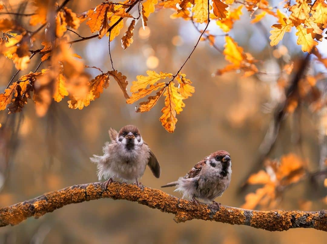 CANON USAさんのインスタグラム写真 - (CANON USAInstagram)「Tiny birds singing their sweet songs 🐦   📸 #Canon EOS 7D Mark II Lens: EF 300mm f/4L IS USM」11月4日 22時04分 - canonusa