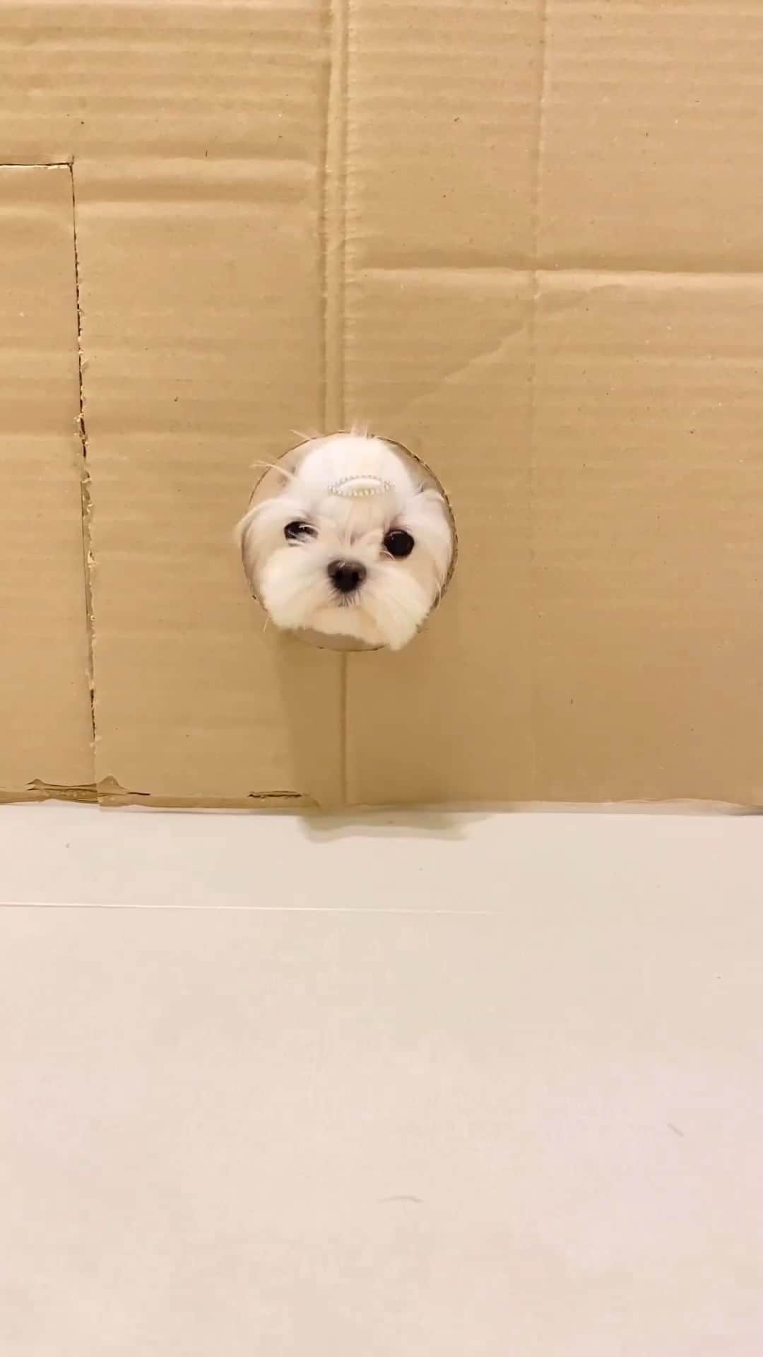 SHEINのインスタグラム：「One-size-fits-all?? Yeah, we didn't think so! 🐕🤣 @miso_ara  #SHEINinspo」